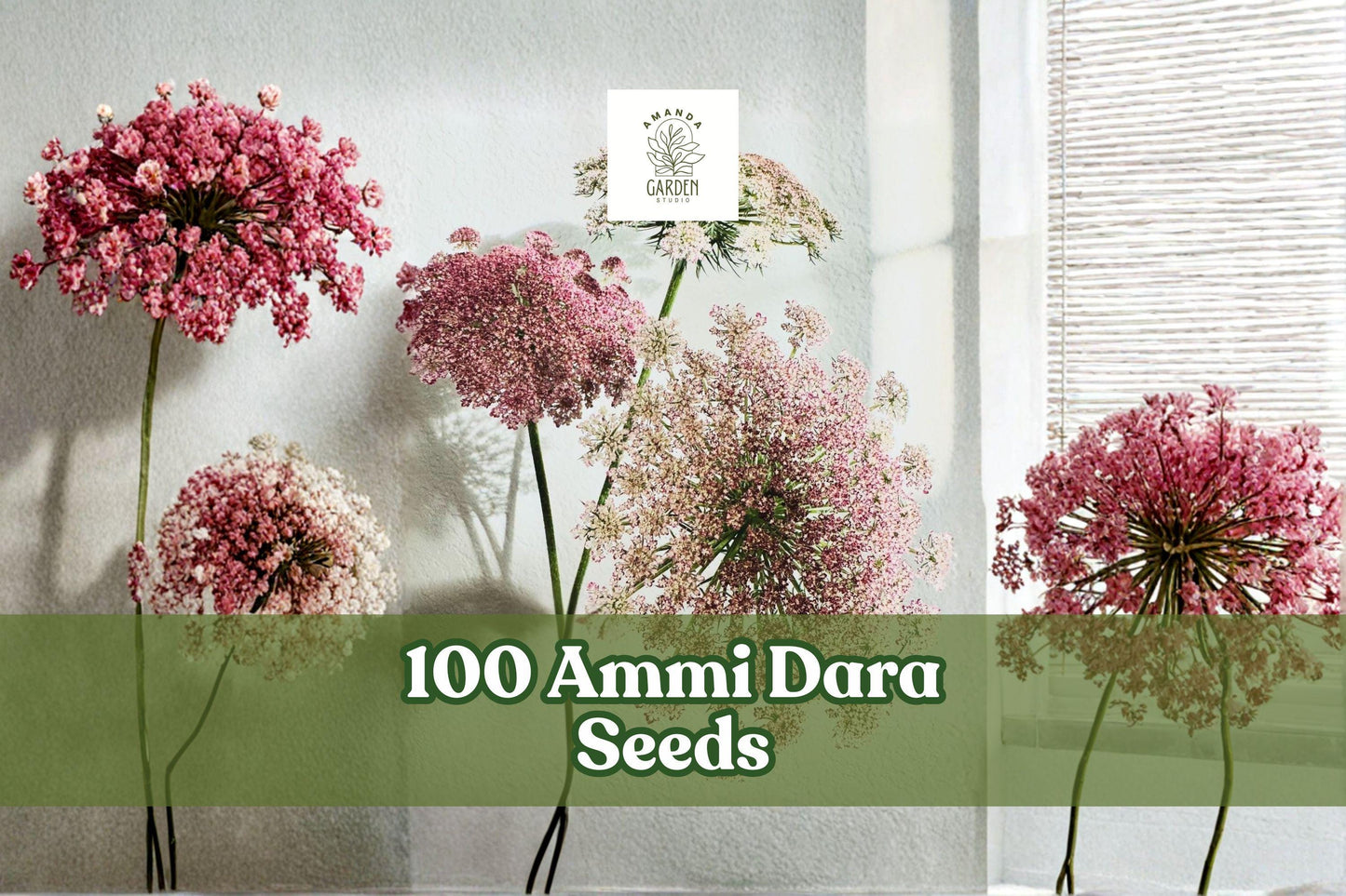 100 Ammi Dara Seeds - Mixed Color Queen Anne’s Lace Flowers - Daucus carota Ornamental - Purple, Pink, White Blooms for Garden