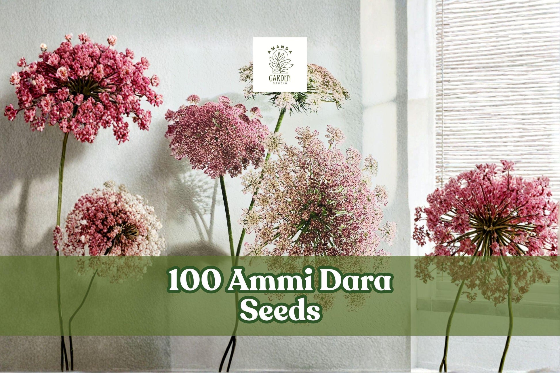 100 Ammi Dara Seeds - Mixed Color Queen Anne’s Lace Flowers - Daucus carota Ornamental - Purple, Pink, White Blooms for Garden