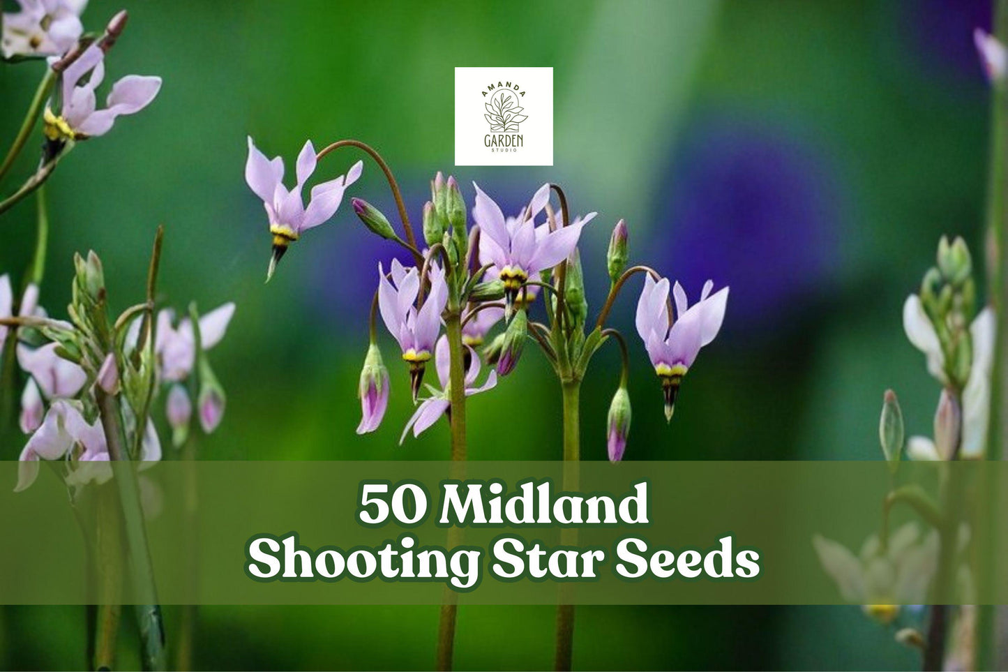 Midland Shooting Star Seeds - 50 Seeds - Dodecatheon meadia - Native Pink Lavender Wildflower for Prairie and Woodland Gardens