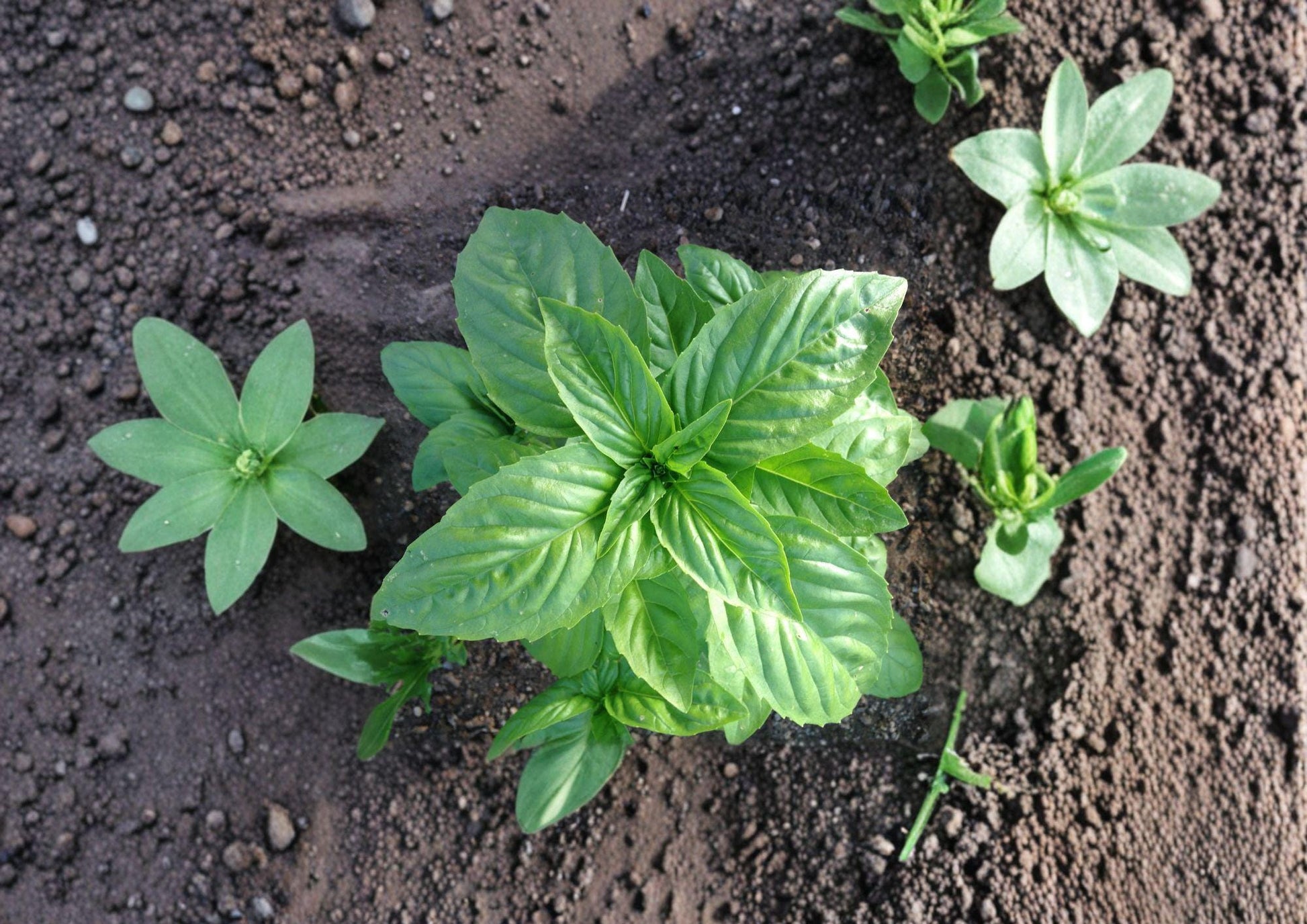 Genovese Basil Seeds 500 ct - Heirloom Sweet Italian Culinary Herb - Ocimum basilicum