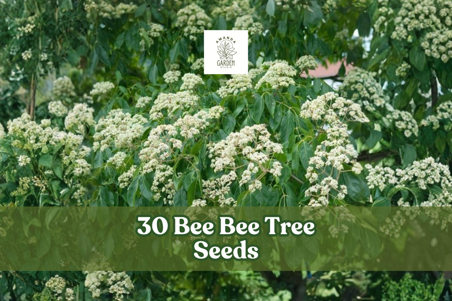 30 Bee-Bee Tree Seeds - Tetradium daniellii - Deciduous Ornamental Tree with White Flowers and Yellow Fall Color
