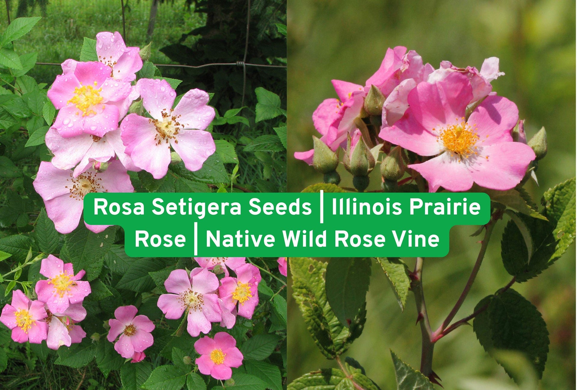 Rosa Setigera Seeds | Illinois Prairie Rose | Native Climbing Wild Rose Vine | Pollinator Friendly Garden Plant