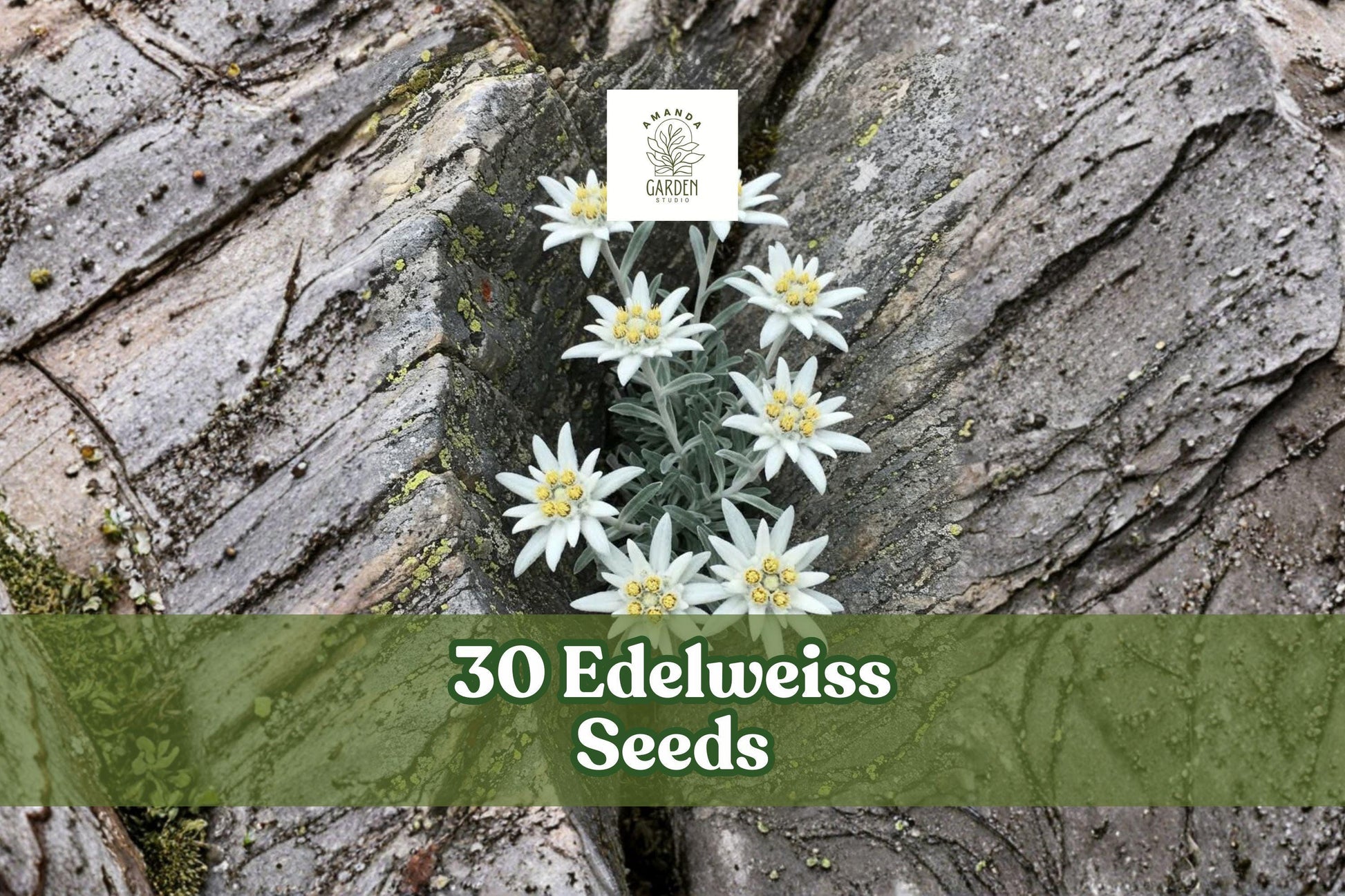 Edelweiss Seeds 30 Pack - Leontopodium alpinum - Alpine Perennial Flower with White Star-Shaped Blooms for Rock Gardens