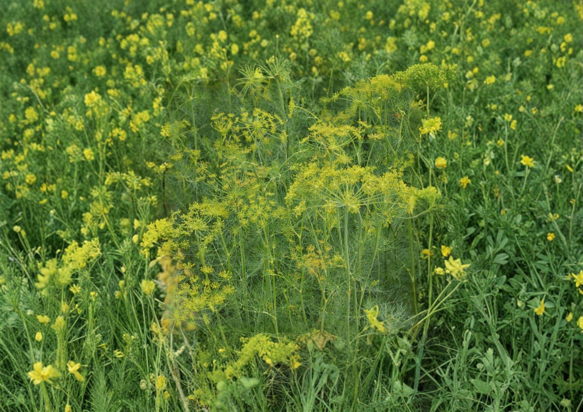 Dill Herb Seeds 500 Seeds Heirloom Aromatic Culinary Anethum graveolens for Pickling Fresh Stock