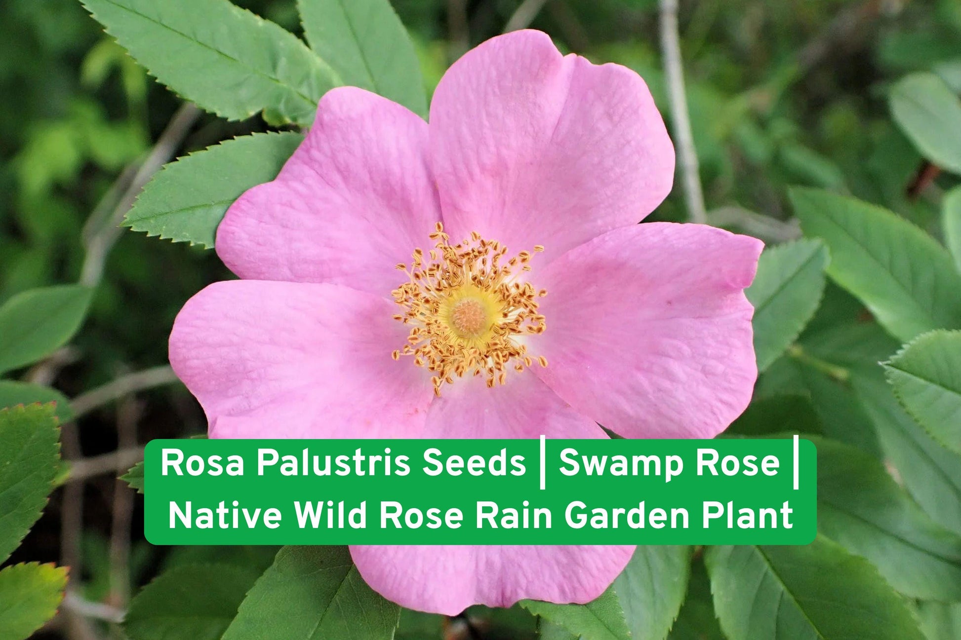Swamp Rose Seeds | Rosa Palustris | Native Wild Rose for Rain Gardens & Wildlife, Pink Blooms, Pollinator Friendly