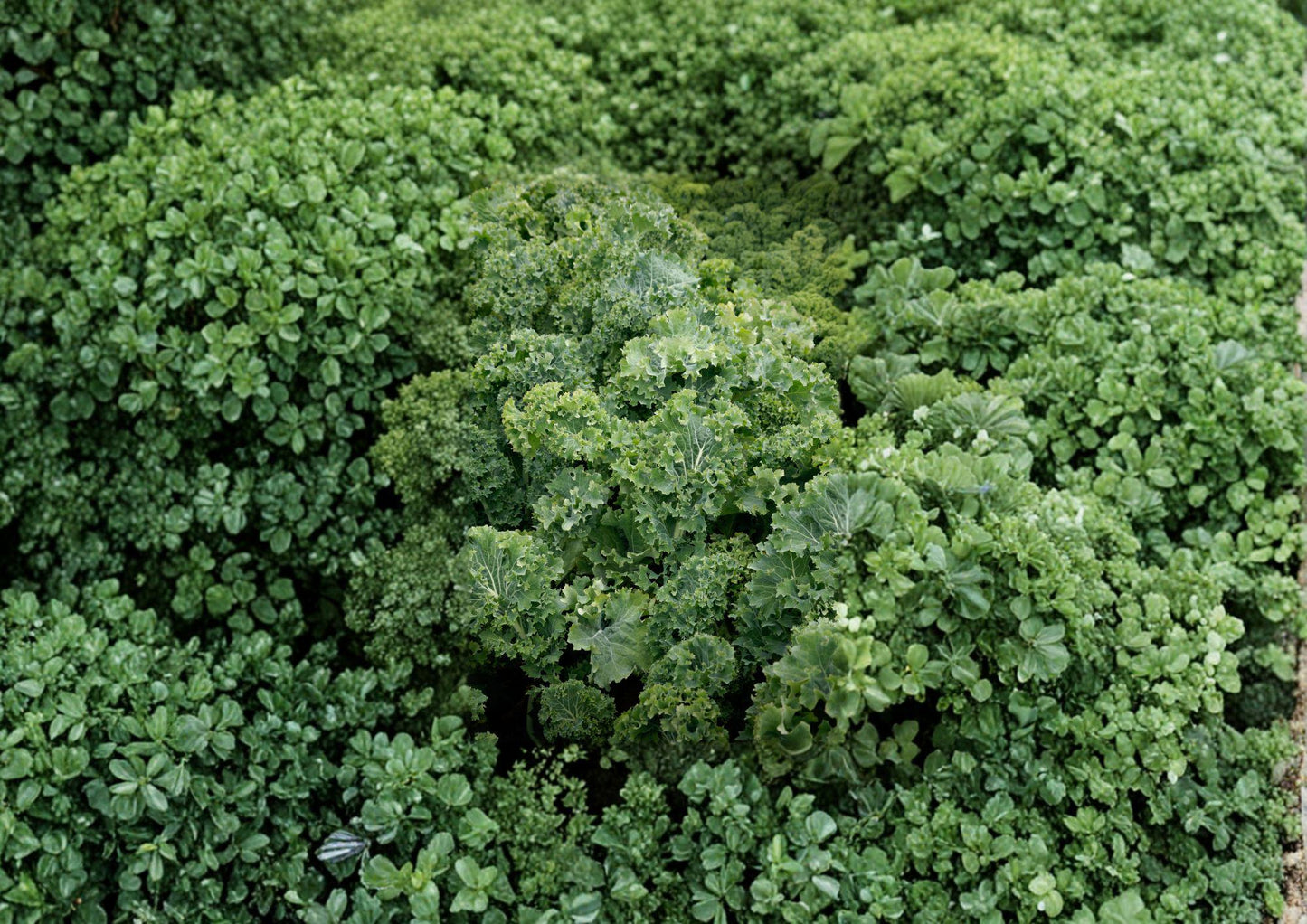 Dwarf Siberian Improved Kale Seeds - Heirloom Cold Hardy Curled Leaf Vegetable - Brassica oleracea (500 Seeds)