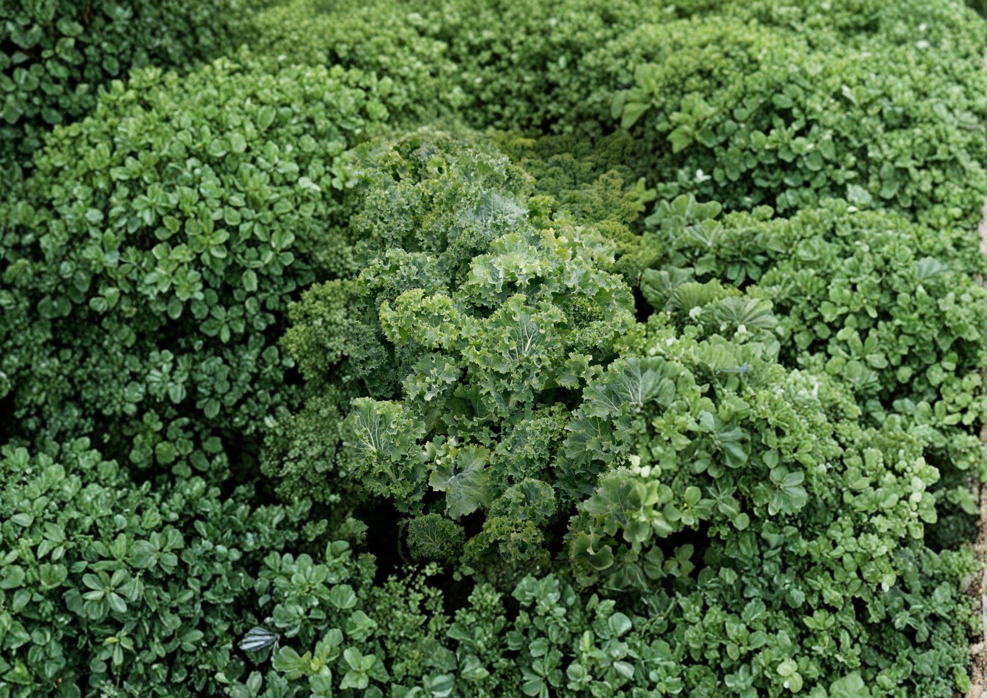 Dwarf Siberian Improved Kale Seeds - Heirloom Cold Hardy Curled Leaf Vegetable - Brassica oleracea (500 Seeds)