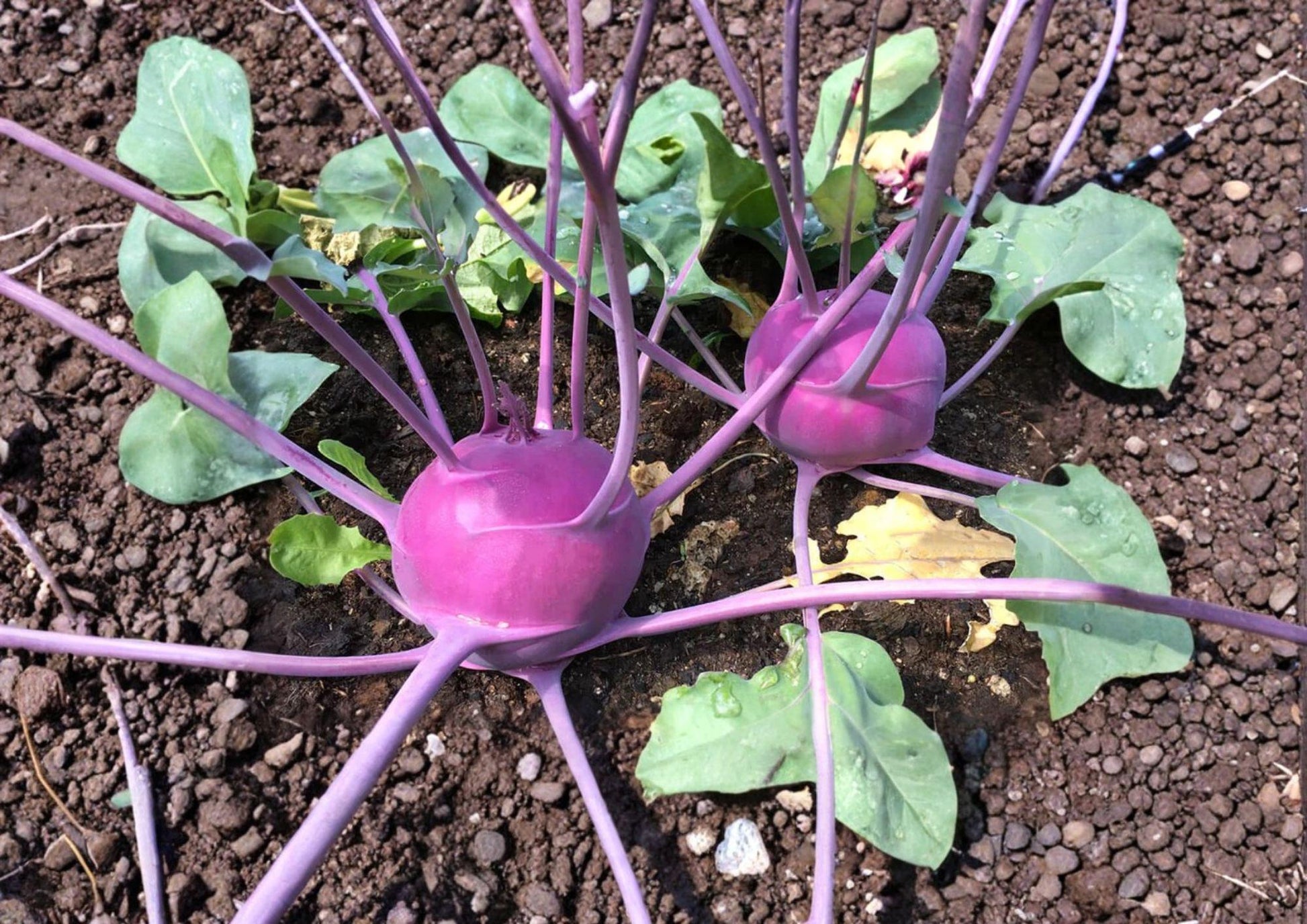 Kohlrabi Seeds - Purple Vienna - Heirloom Non-GMO Vegetable Seeds (100 Seeds) - Organic Gardening