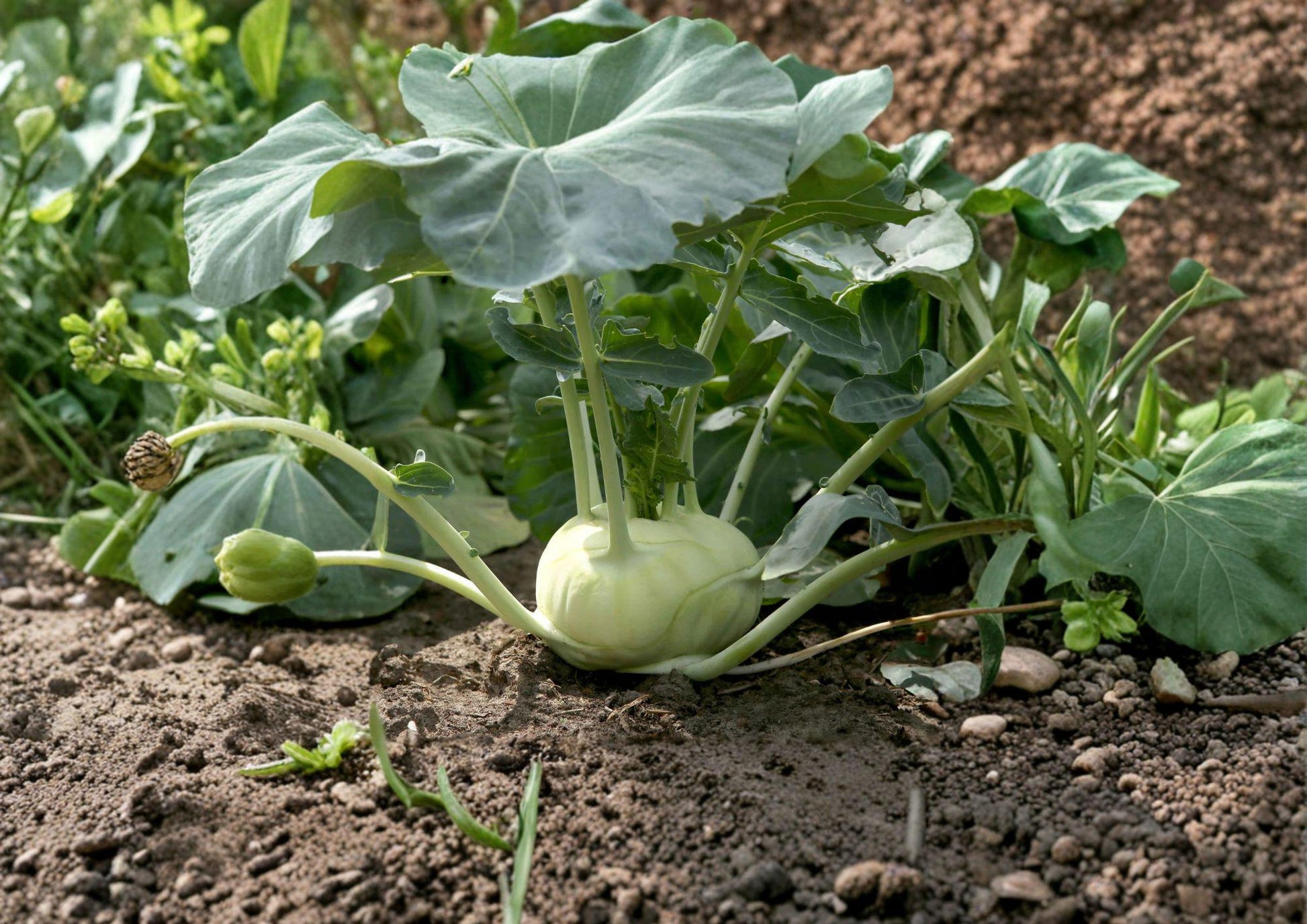 Kohlrabi Seeds - White Vienna Heirloom Variety - Crisp Garden Vegetable - 100 Fast Growing Seeds - Brassica oleracea