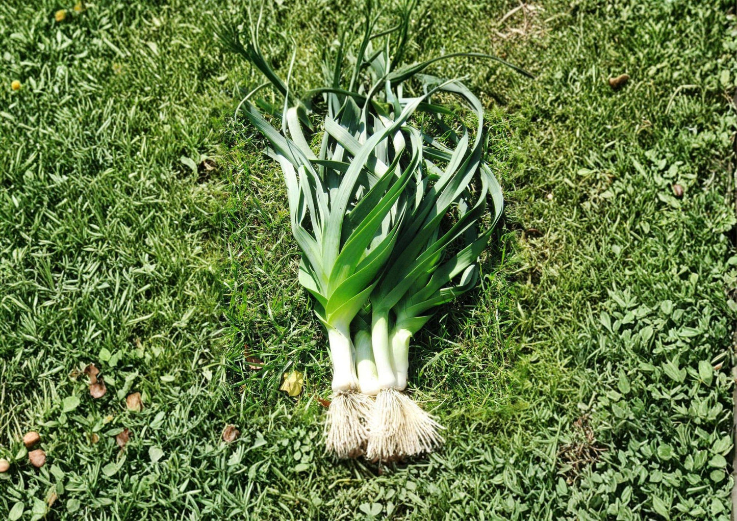 American Flag Leek Seeds - Heirloom, Cold Hardy, Thick Stems (100 Seeds) - Allium ampeloprasum