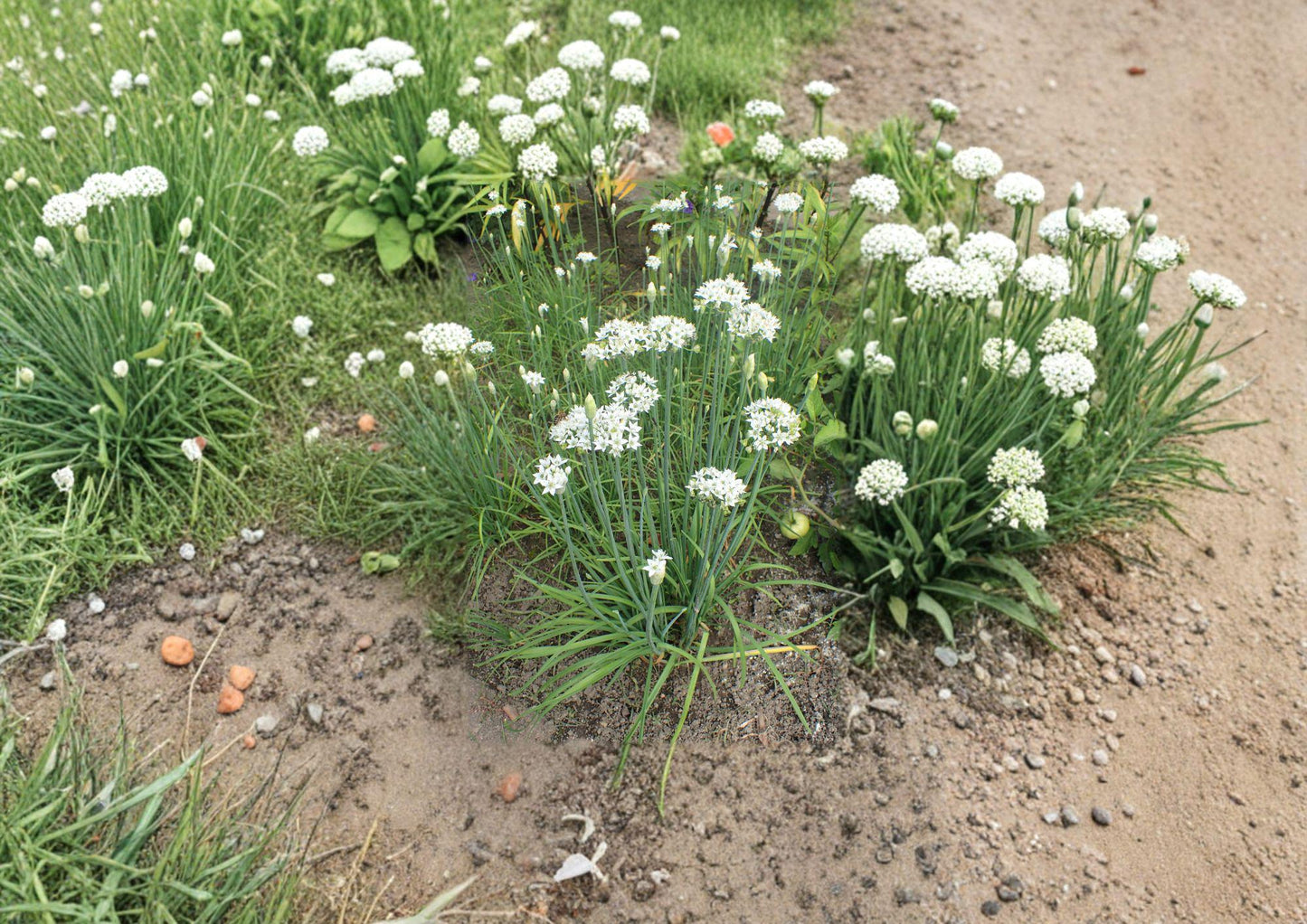 Flowering Chinese Leek Seeds 100 Seeds Garlic Chives Garden Herb Plant Allium tuberosum