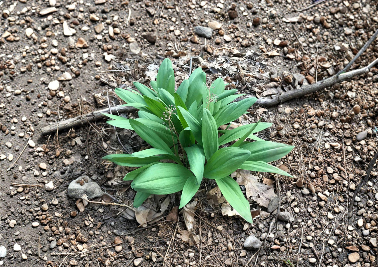 Wild Leek Ramp Seeds - Native Woodland Spring Vegetable - Allium tricoccum - 10 Seeds