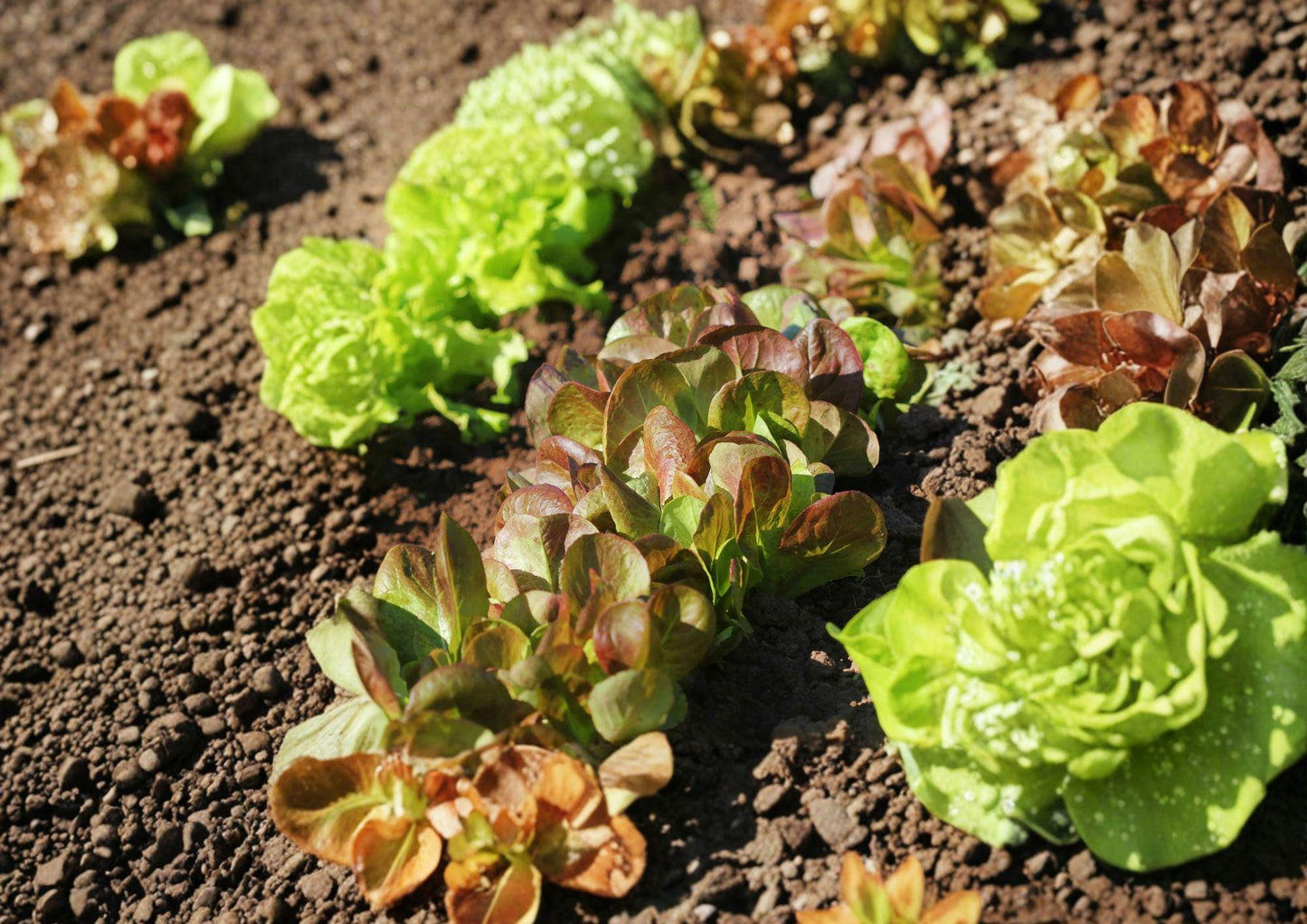 Romaine Lettuce Seeds - Rouge De Hiver French Heirloom, Winter Hardy - 1000 Seeds, Non-GMO, Vegetable Gardening