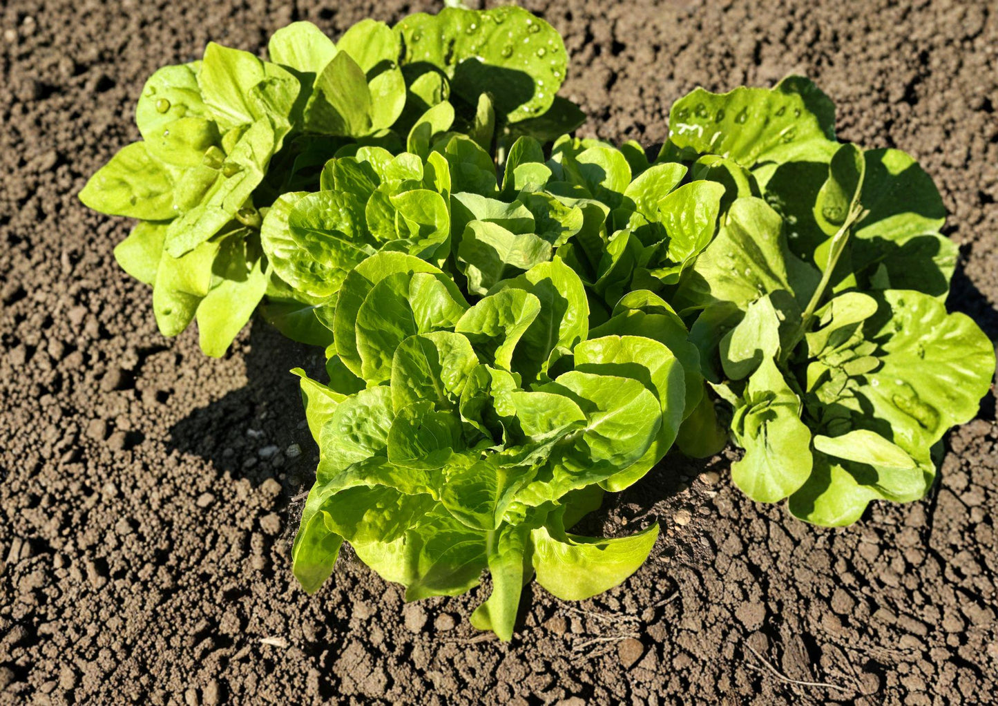 Buttercrunch Butterhead Lettuce Seeds - Heirloom Bibb Type, Tender Crisp Garden Vegetable - 1000 Seeds (Fresh Stock)