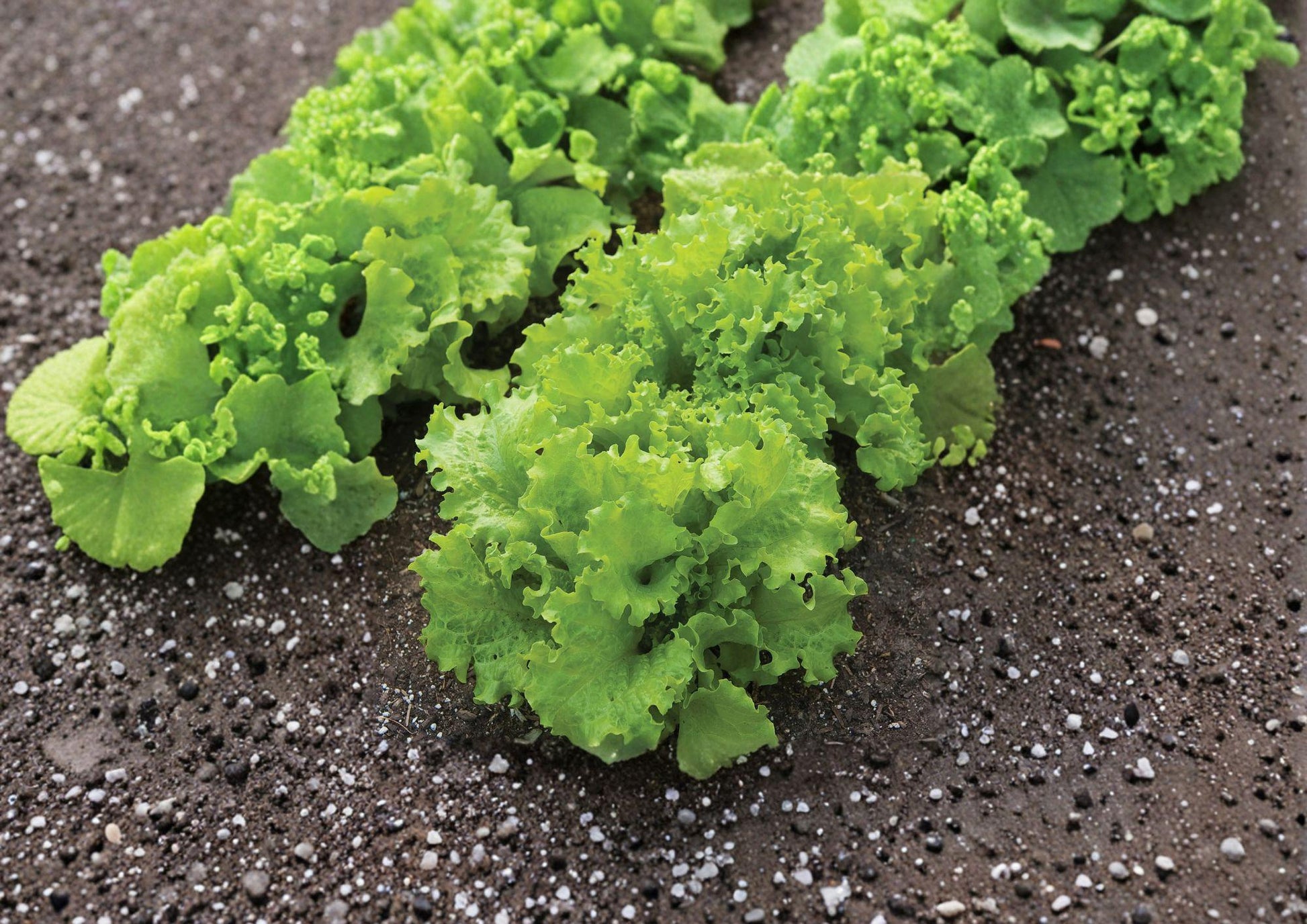 Black Seeded Simpson Lettuce Seeds - Heirloom Loose Leaf - Fast Growing Garden Vegetable (1000 Seeds) - Lactuca sativa