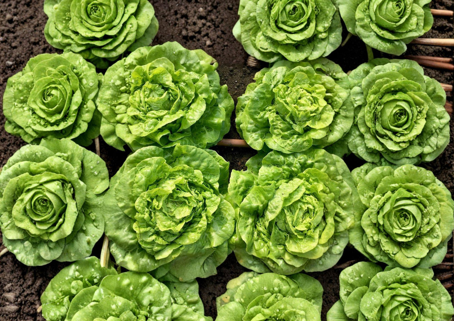 Heirloom Tom Thumb Butterhead Lettuce Seeds - Non-GMO Compact Vegetable Seeds (1000 Seeds) - Ideal for Home Gardens