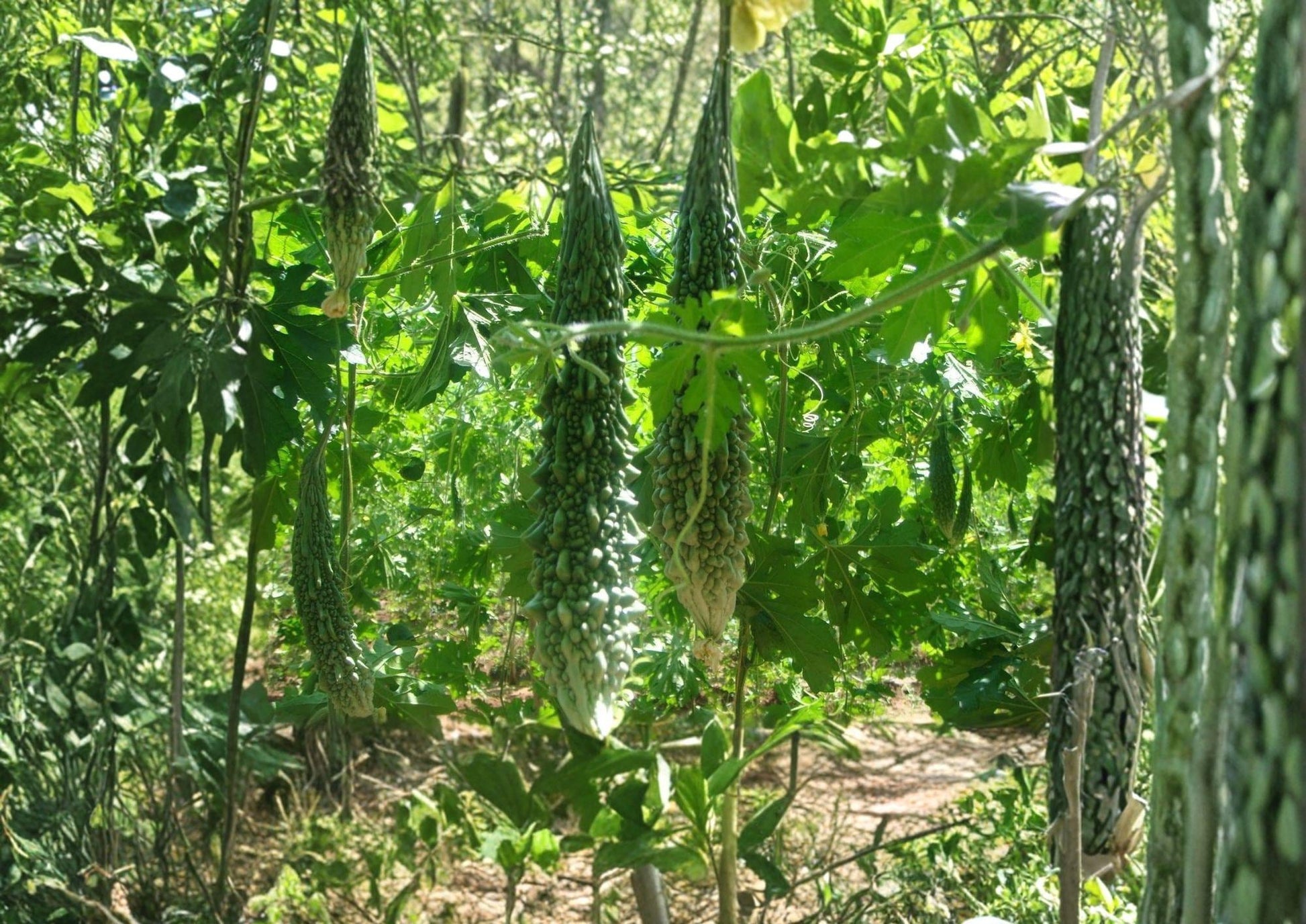 Futo Spindle Bitter Gourd Seeds - 5 Heirloom Vegetable Seeds, Climbing Vine Plant - Momordica charantia