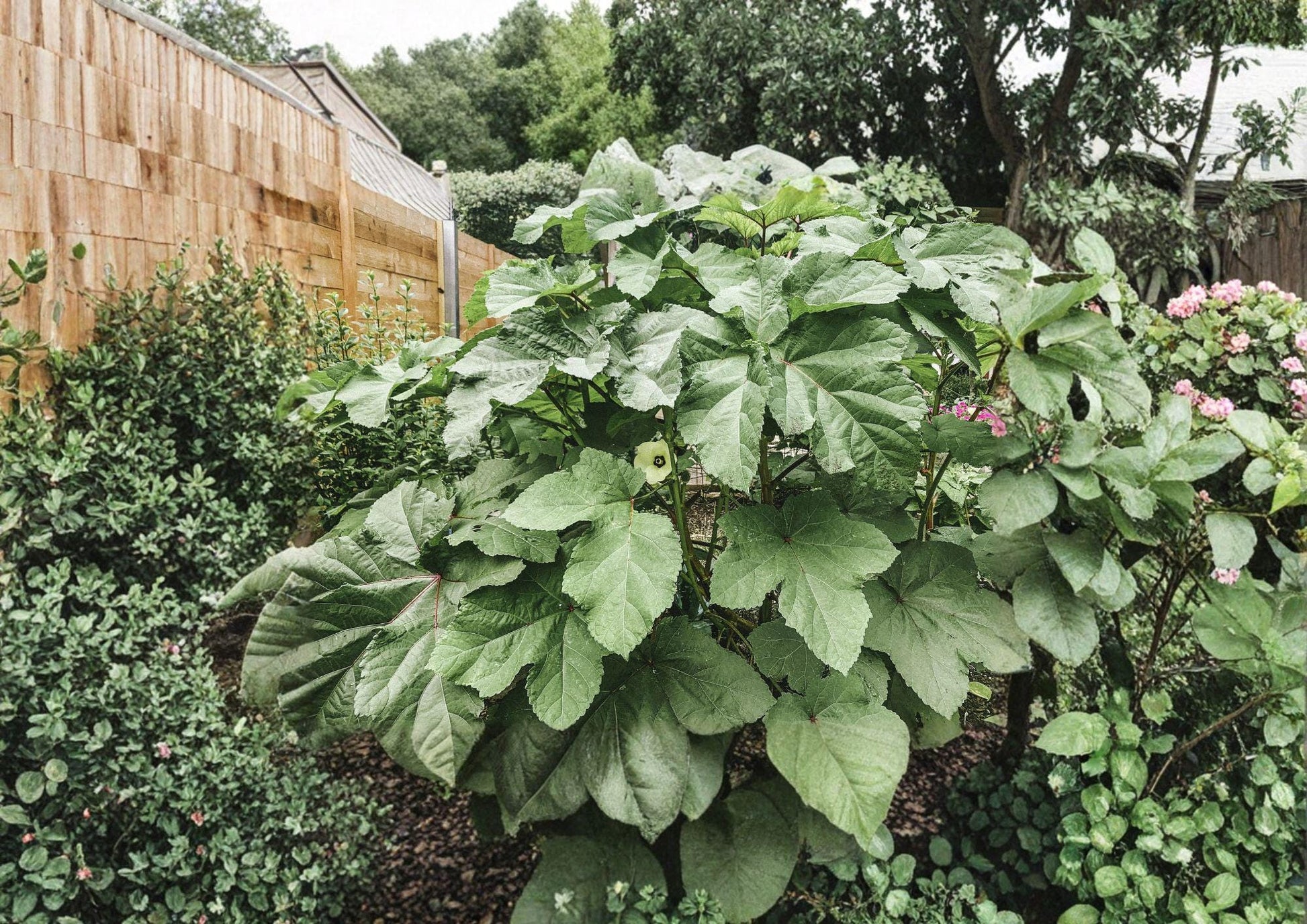 Clemson Spineless Okra Seeds - 100 Heirloom Seeds, High Yield, Warm Season Crop - Abelmoschus esculentus