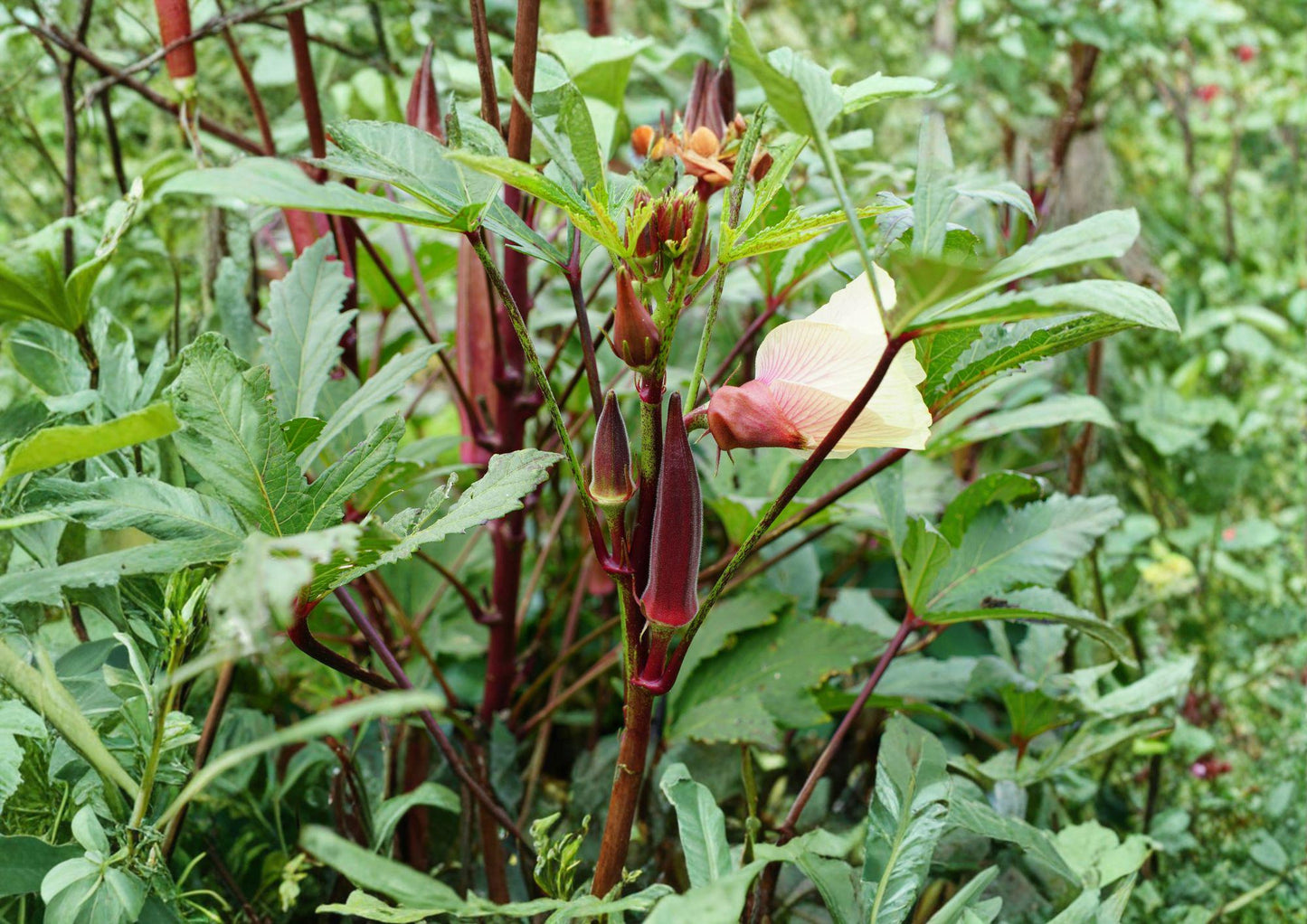 Red Burgundy Okra Seeds - Heirloom Vegetable, Non-GMO, High Yield Warm Season Plant - Abelmoschus esculentus