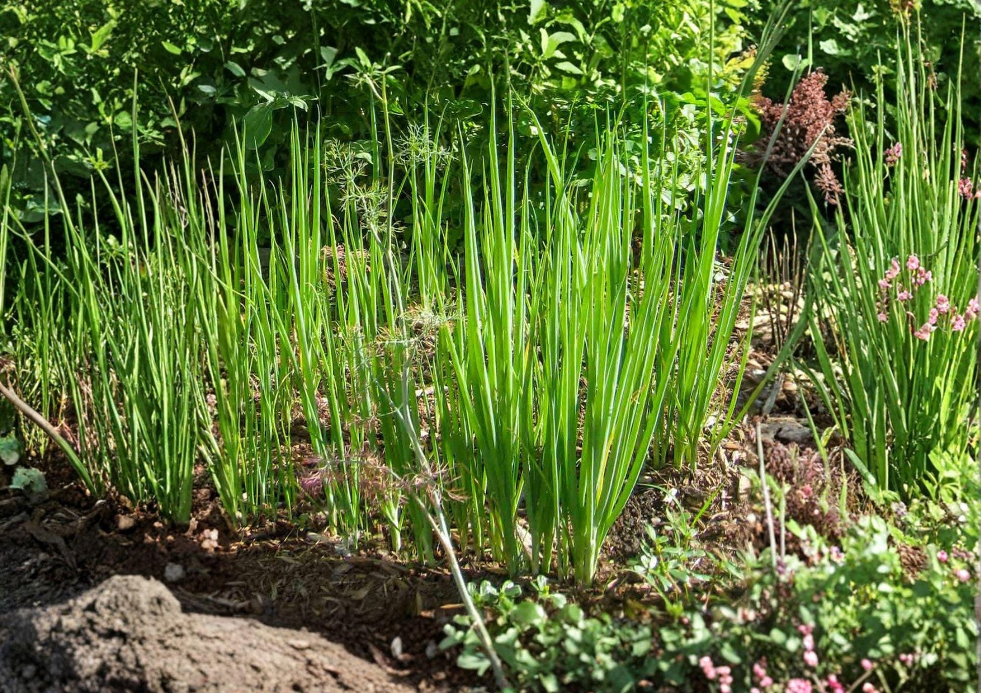 Tokyo Long Bunching Onion Seeds - Heirloom Scallions, Fast Growing, 250 Seeds, Allium fistulosum