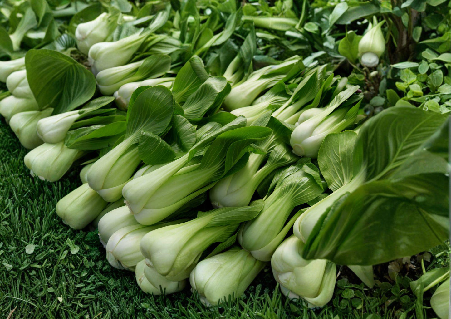 Heirloom Pak Choi Seeds - Fast Growing White Stem Asian Vegetable - Brassica rapa - Bloom Haven Nursery