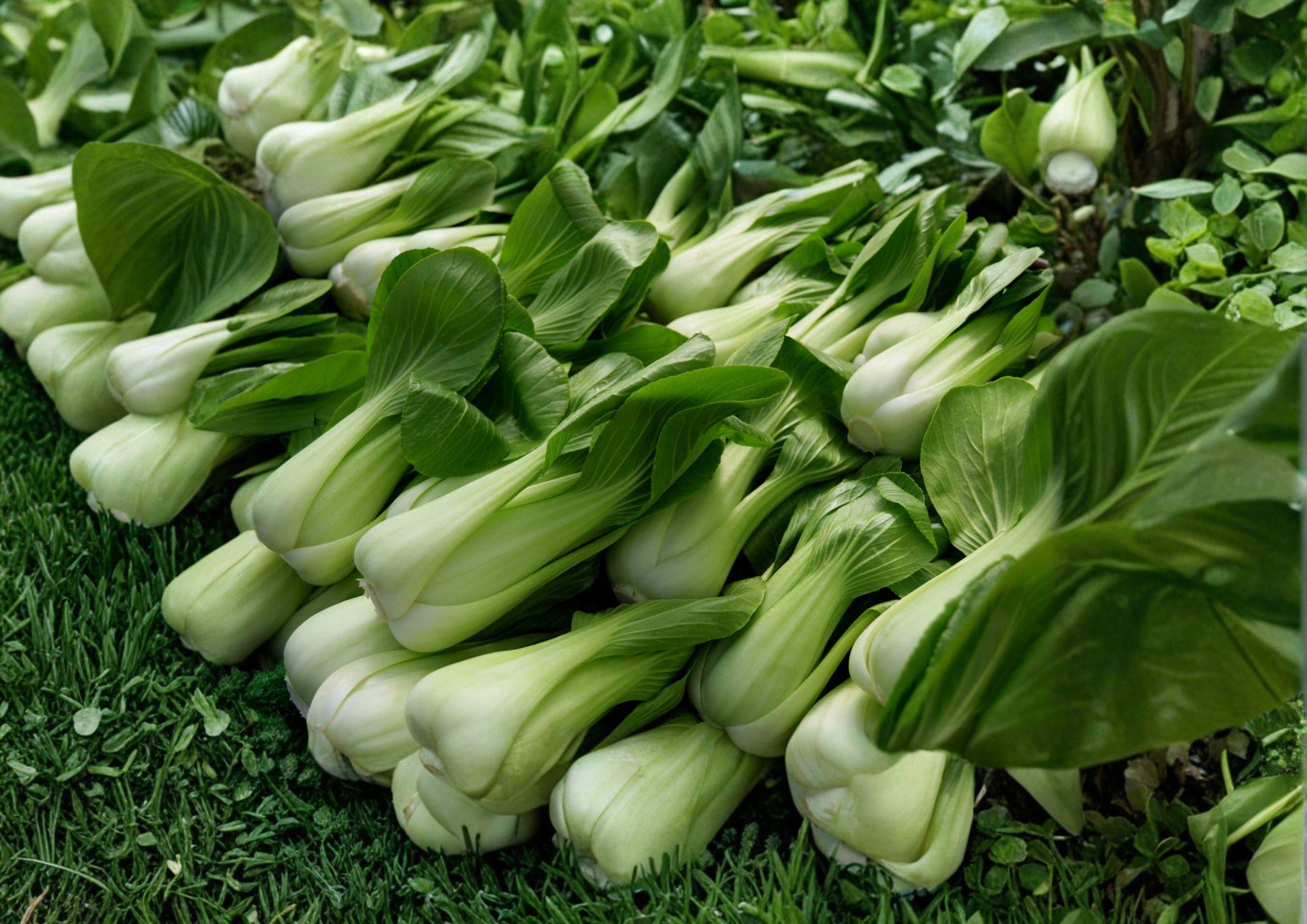 Heirloom Pak Choi Seeds - Fast Growing White Stem Asian Vegetable - Brassica rapa - Bloom Haven Nursery