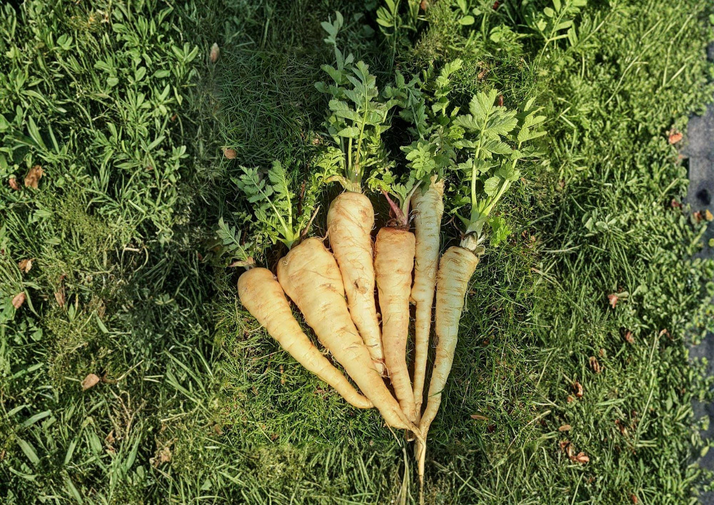 All American Parsnip Seeds - Heirloom Cold Season Vegetable, Sweet Flavor, 100 Seeds - Pastinaca sativa