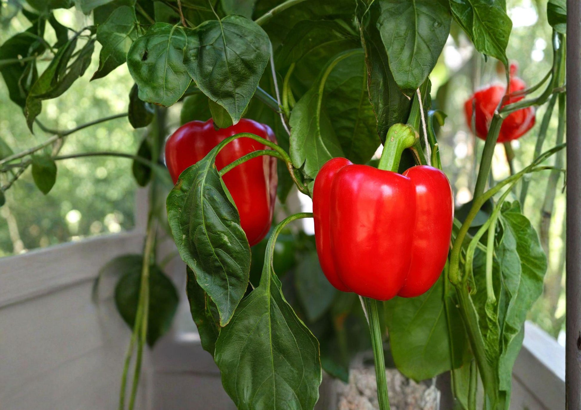 California Wonder 300 Bell Pepper Seeds - Heirloom Non-GMO Vegetable for Home Gardens - Capsicum annuum