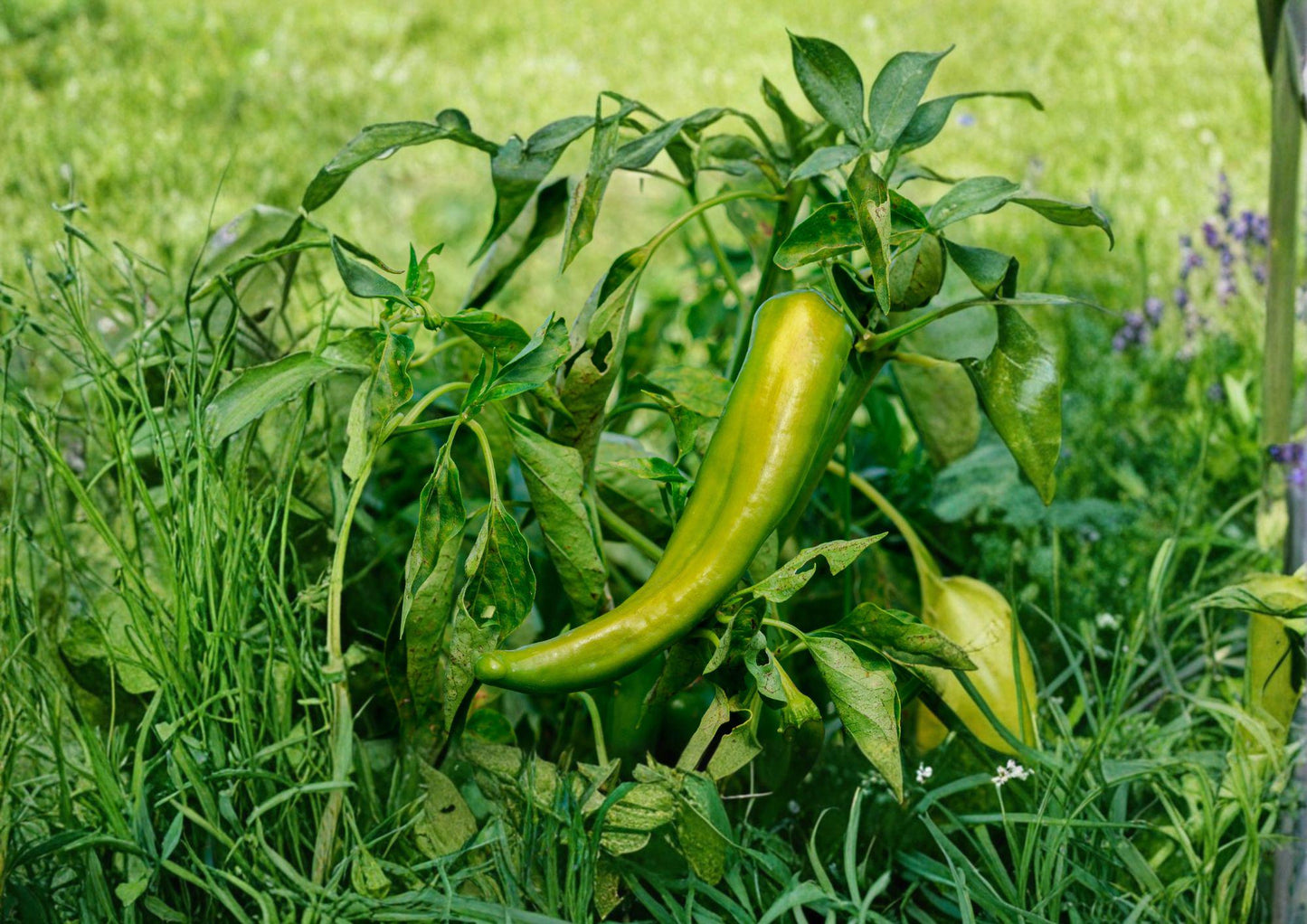 Anaheim Hot Pepper Seeds - 25 Heirloom Chili Seeds for Easy Gardening - Mild Heat Capsicum annuum