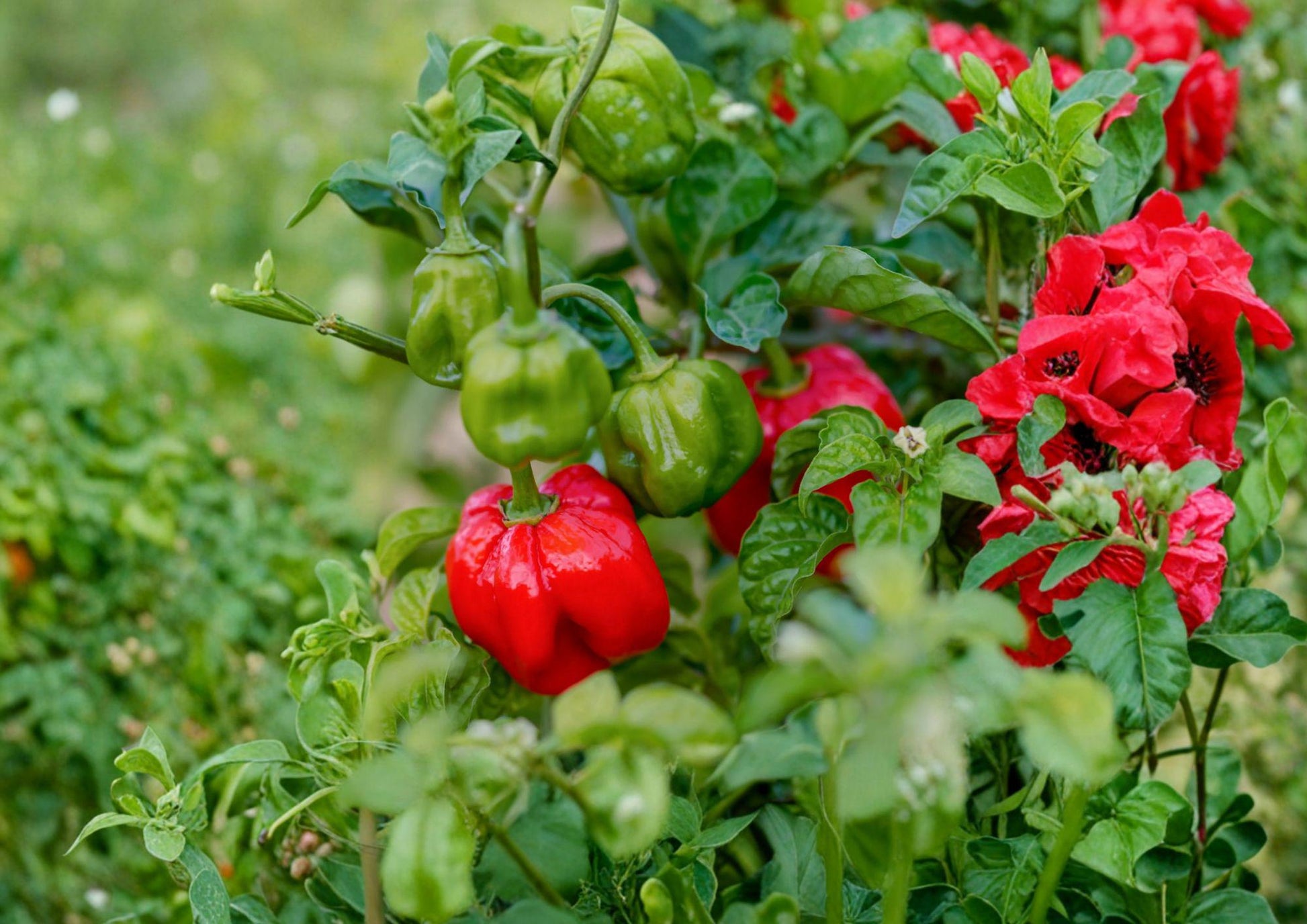 Heirloom Scotch Bonnet Red Pepper Seeds - 25 Non-GMO Chili Seeds for Caribbean Cuisine - Capsicum chinense