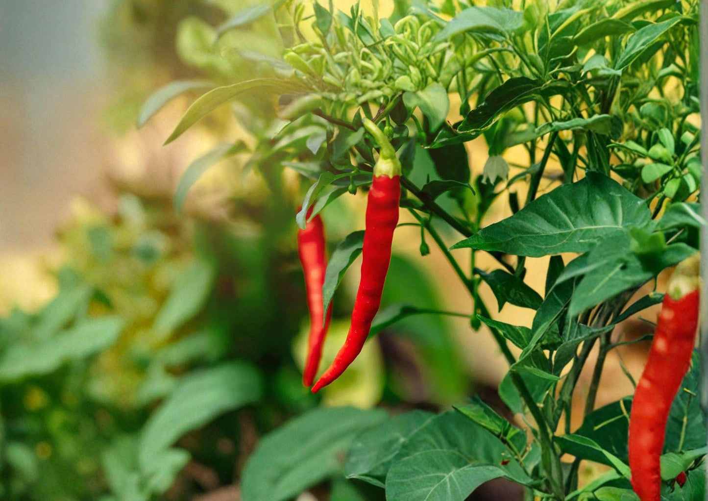 Thai Capsicum Frutescens Hot Pepper Seeds - 25 Heirloom Chili Seeds - Easy to Grow Warm Season Vegetable