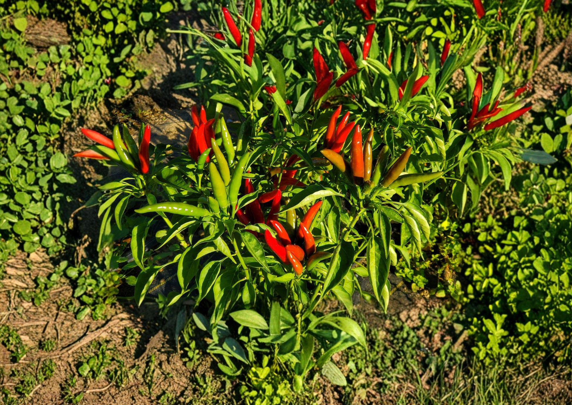 Thai Garden Bird Hot Pepper Seeds - 25 Heirloom Extra Spicy Chili Seeds - Capsicum annuum