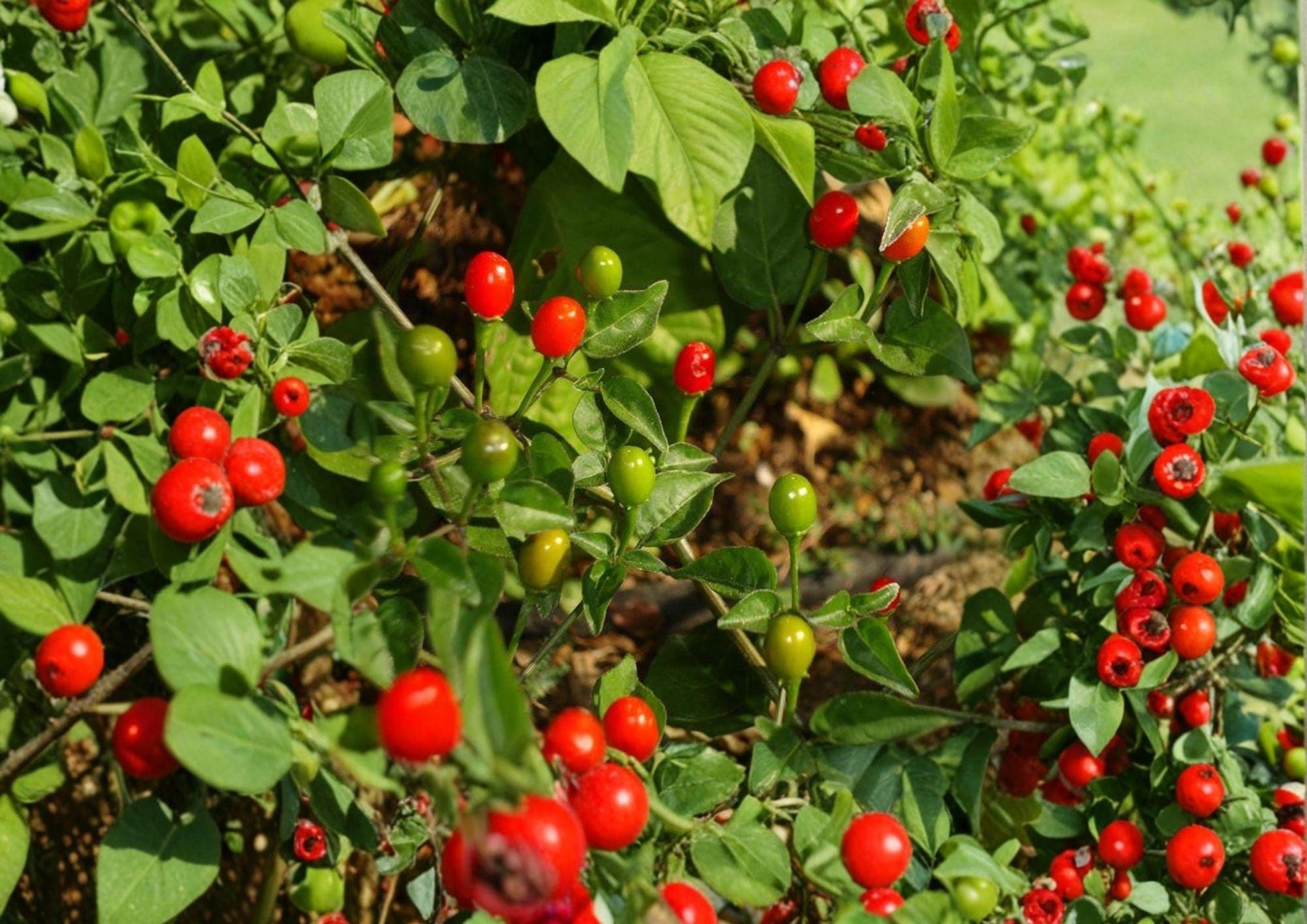 Chiltepin Hot Pepper Seeds - Heirloom Chili Variety for Fiery Peppers, Easy to Grow - Capsicum annuum