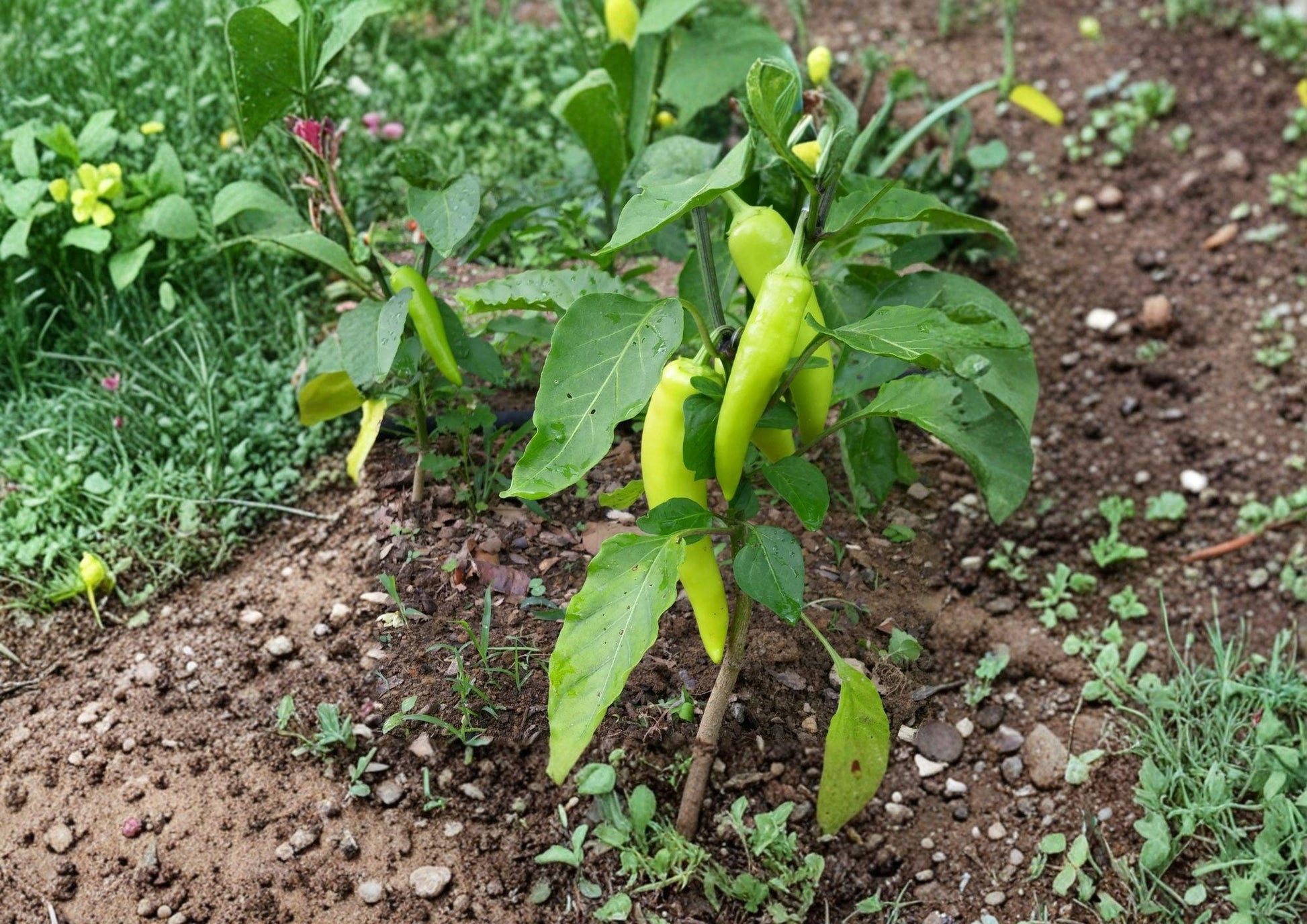 Heirloom Sweet Banana Pepper Seeds - Mild Yellow Vegetable Garden Variety - Capsicum annuum - Bloom Haven Nursery