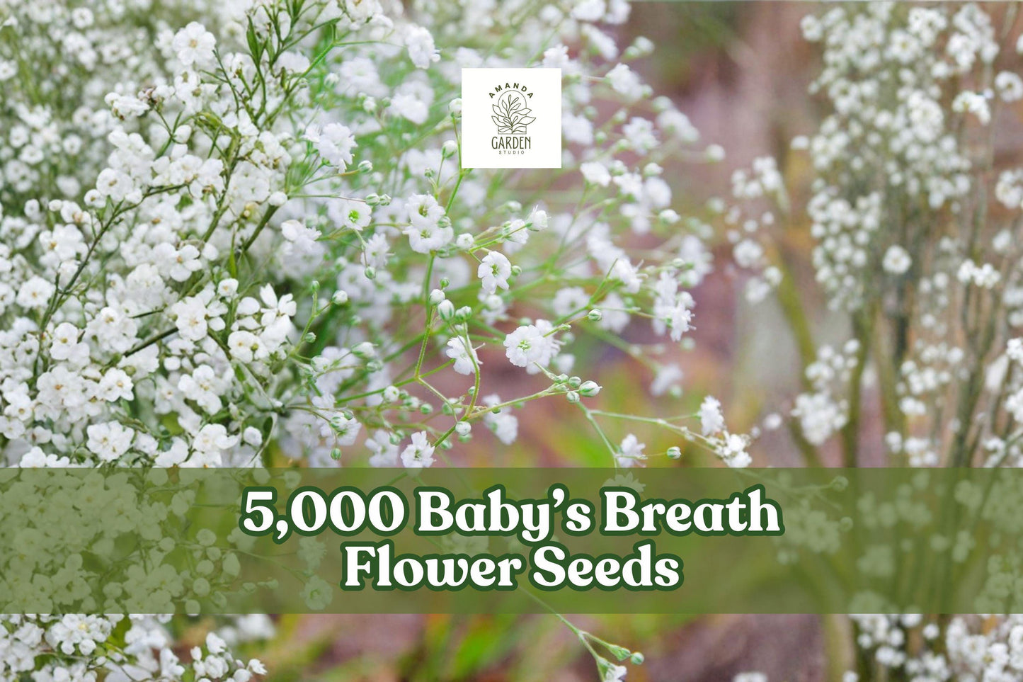 Baby's Breath Flower Seeds - 5,000 Count - White Blooms - Gypsophila elegans - Easy to Grow Annual for Garden Planting