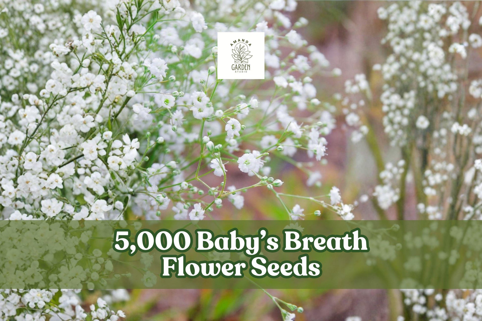 Baby's Breath Flower Seeds - 5,000 Count - White Blooms - Gypsophila elegans - Easy to Grow Annual for Garden Planting