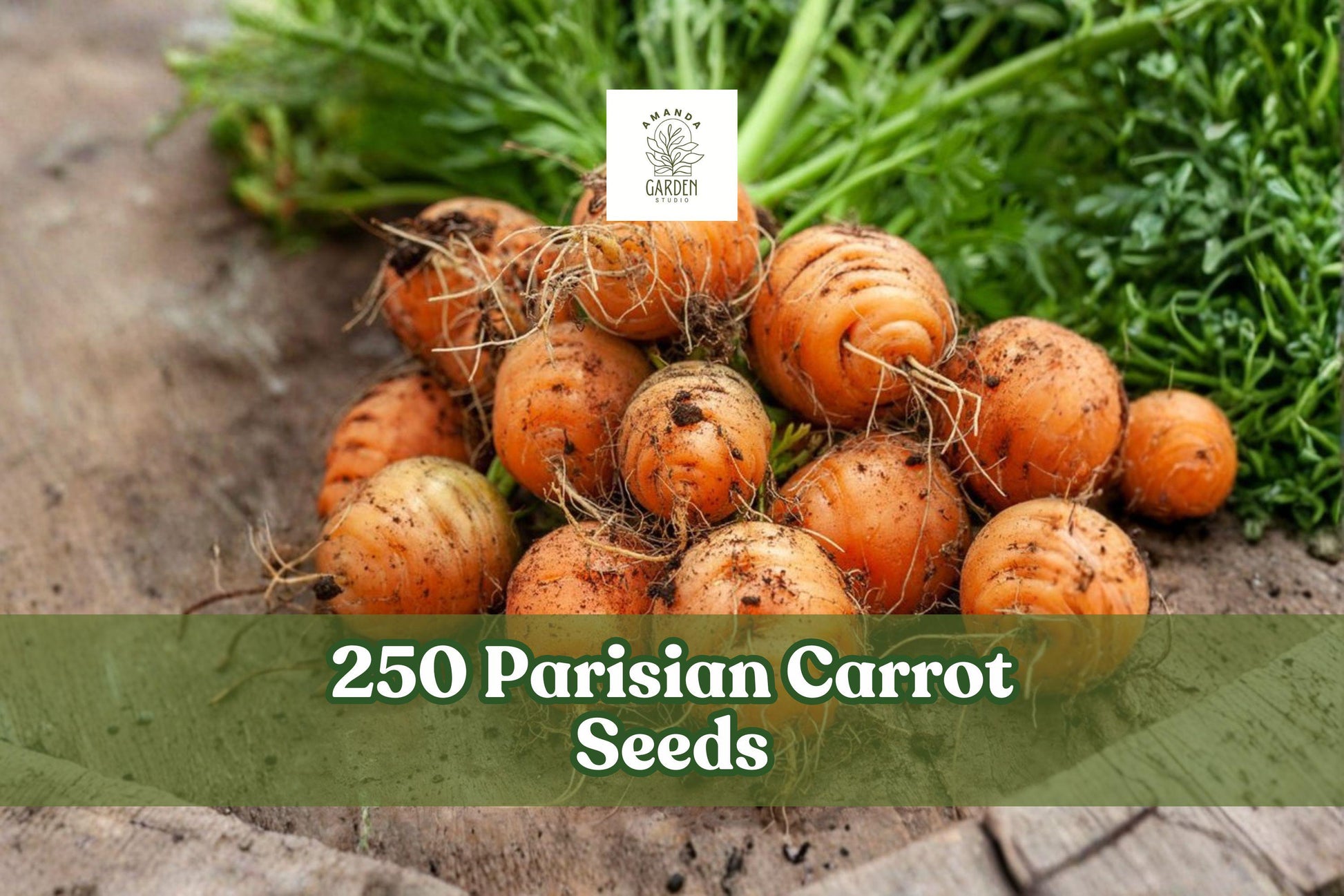 250 Parisian Carrot Seeds for Planting, Heirloom Non-GMO Variety, Round Roots, Daucus carota subsp. sativus