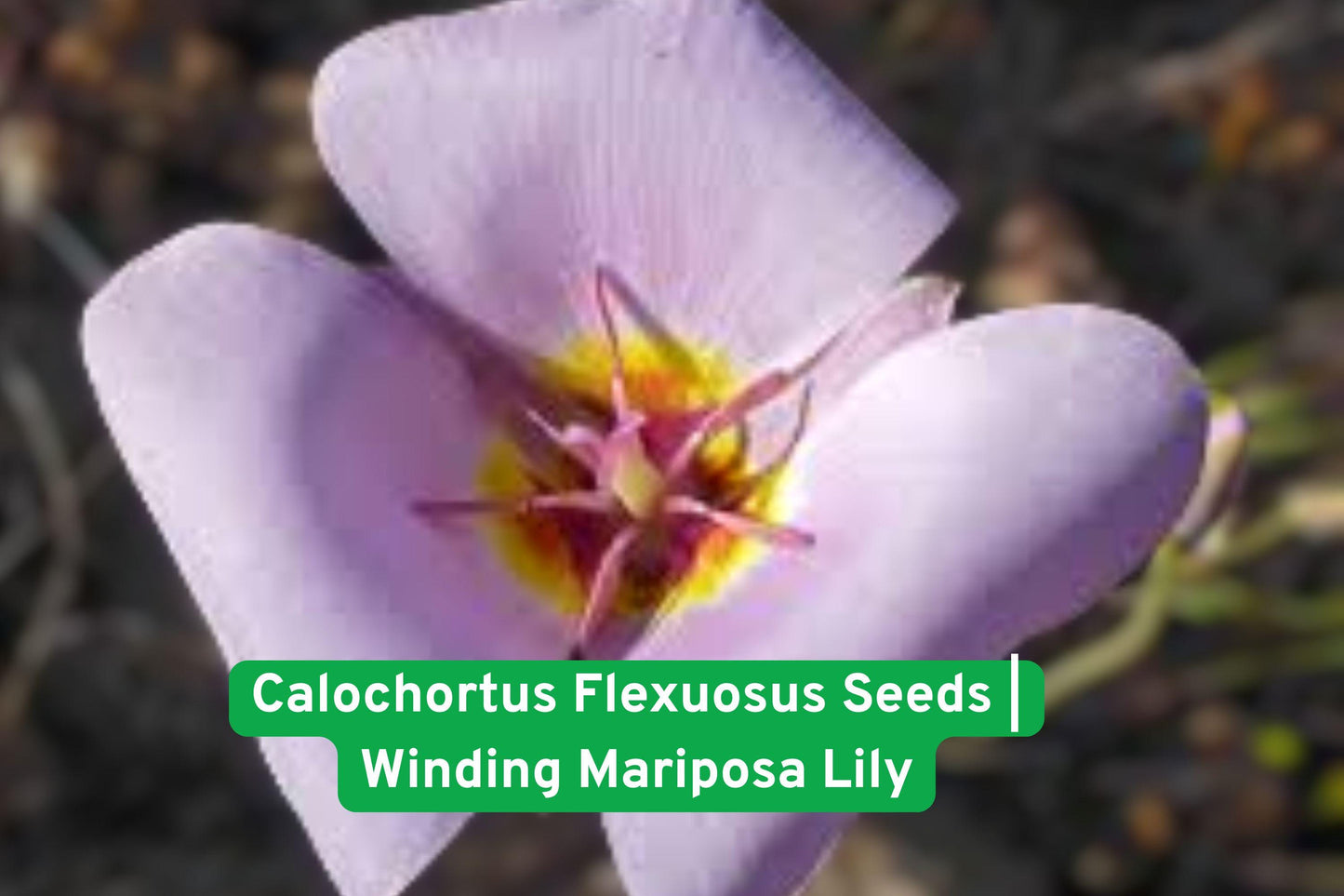 Calochortus Flexuosus Seeds | Winding Mariposa Lily | Rare Native Wildflower | Straggling Mariposa Lily Seeds