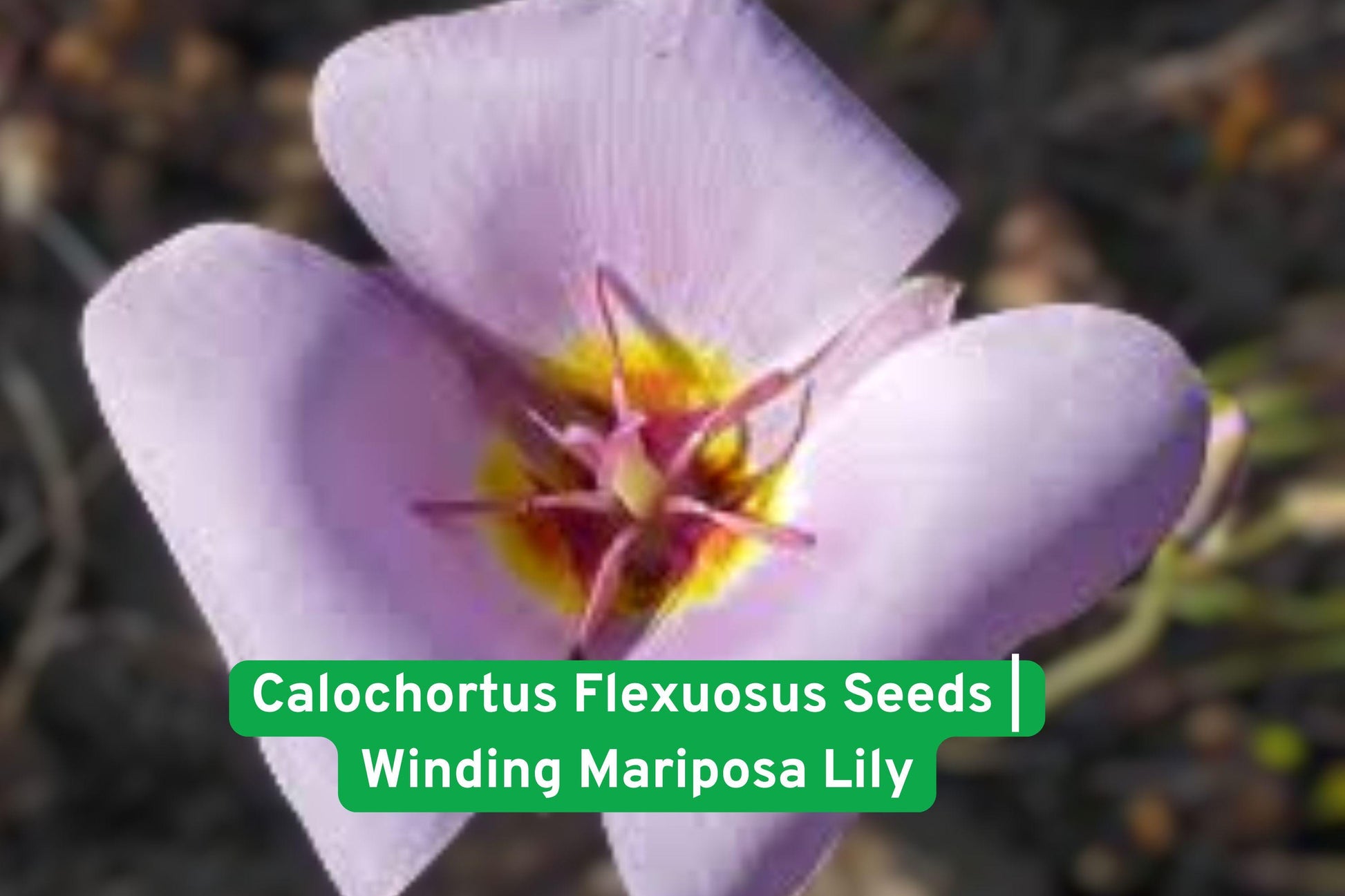 Calochortus Flexuosus Seeds | Winding Mariposa Lily | Rare Native Wildflower | Straggling Mariposa Lily Seeds