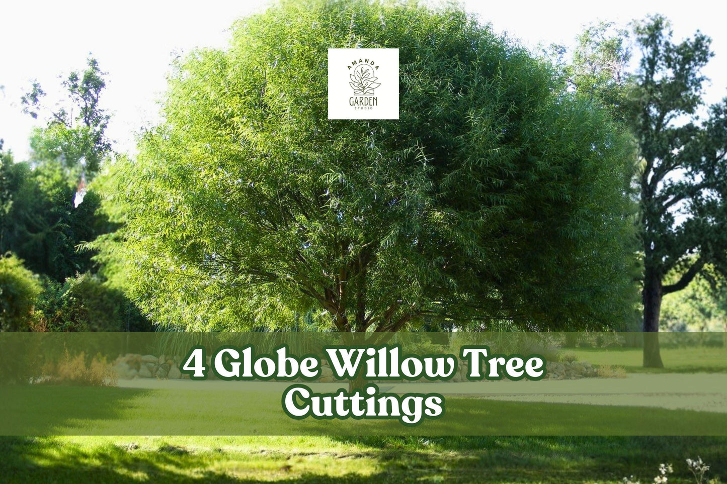 4 Globe Willow Tree Cuttings for Planting - Salix matsudana 'Globe' - Fast-Growing Ornamental Shade & Privacy Tree