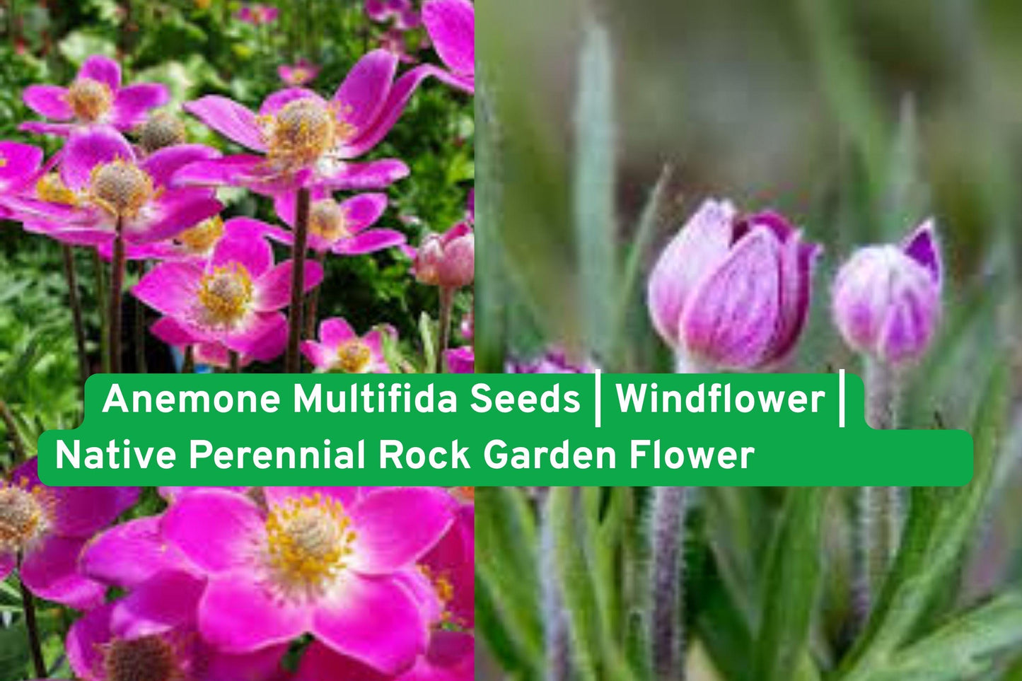 Anemone Multifida Seeds | Windflower | Native Perennial for Rock Gardens | Pollinator Friendly Wildflower Seeds