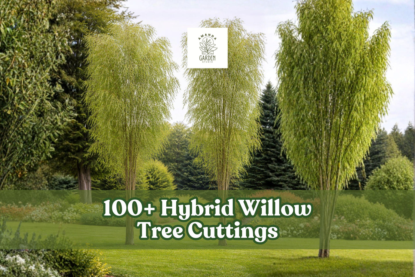 100+ Hybrid Willow Tree Cuttings – Fast Growing Privacy Trees for Hedge, Windbreak – Salix Hybrid
