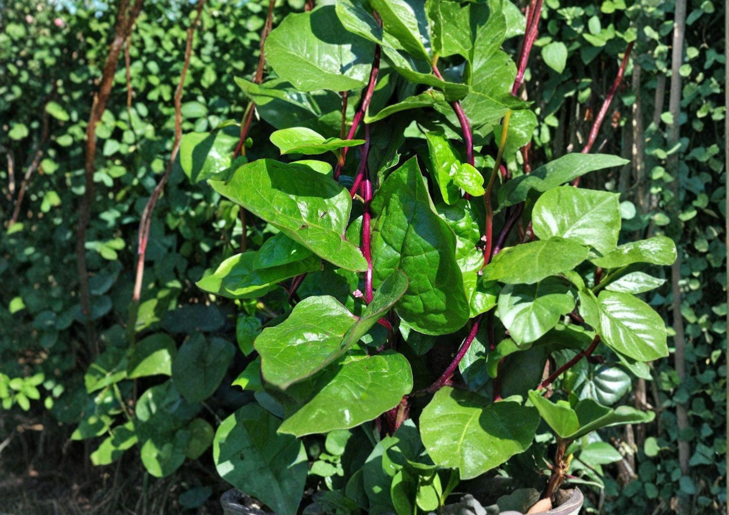Red Stem Malabar Spinach Seeds – Heirloom Climbing Vegetable for Summer Garden - Basella rubra