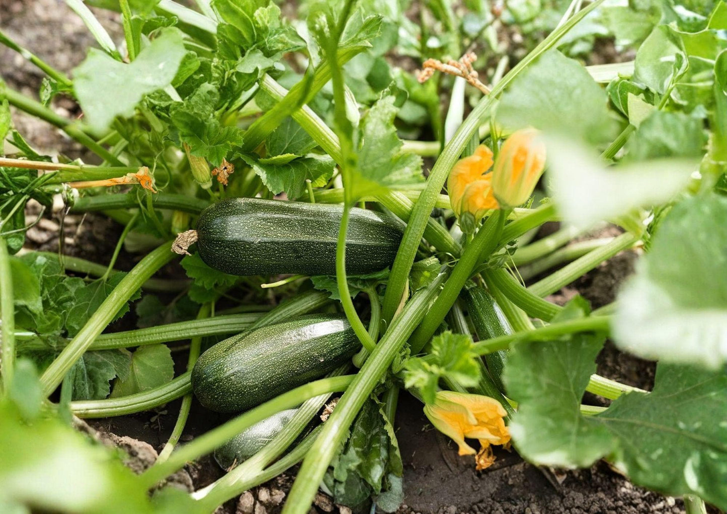 Dark Green Zucchini Seeds - Heirloom Summer Squash - Classic Tender Vegetable - Cucurbita pepo (10 Seeds)