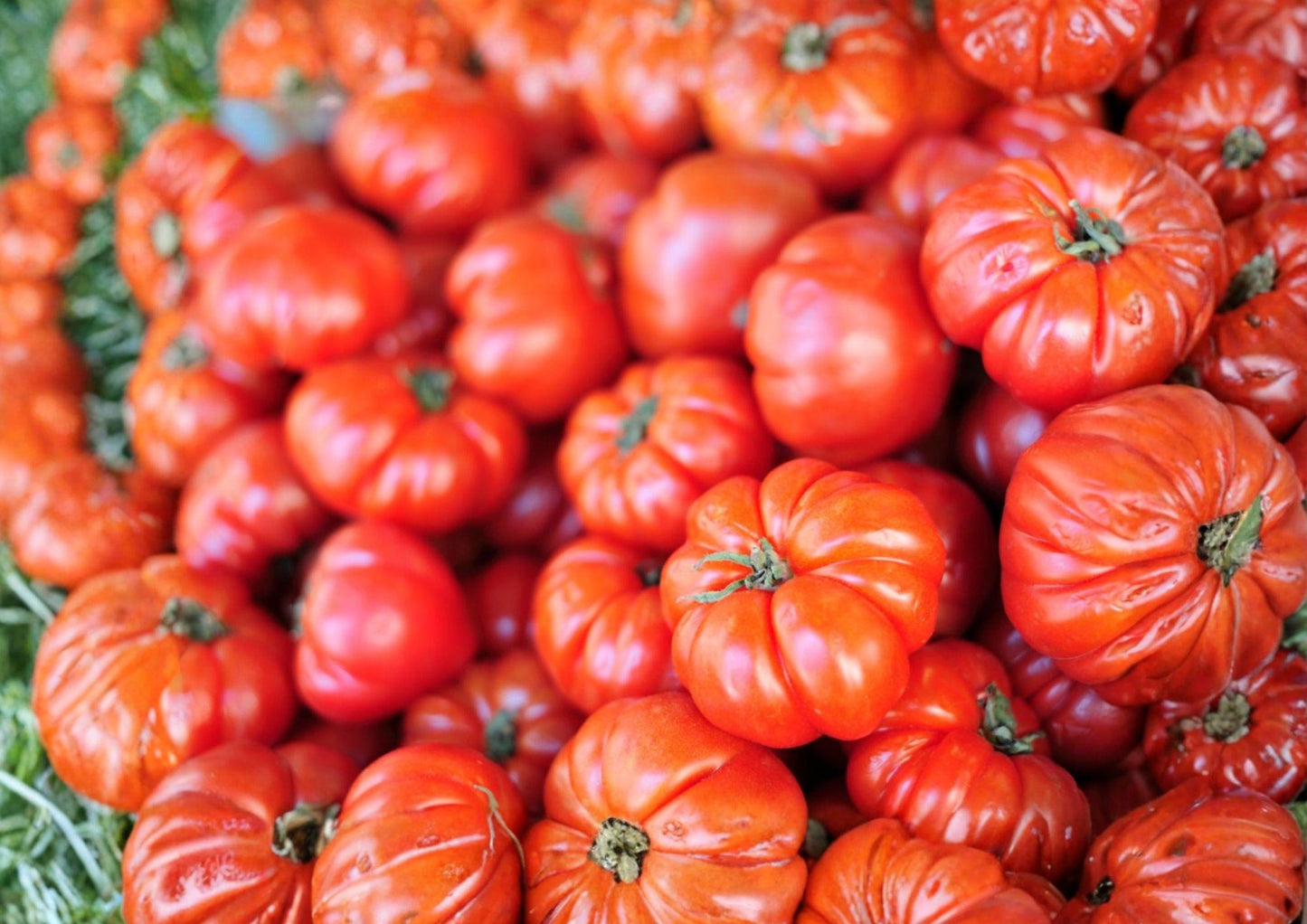 Heirloom Beefsteak Tomato Seeds – Large Juicy Slicing Tomatoes for Warm Season Gardening - Solanum lycopersicum