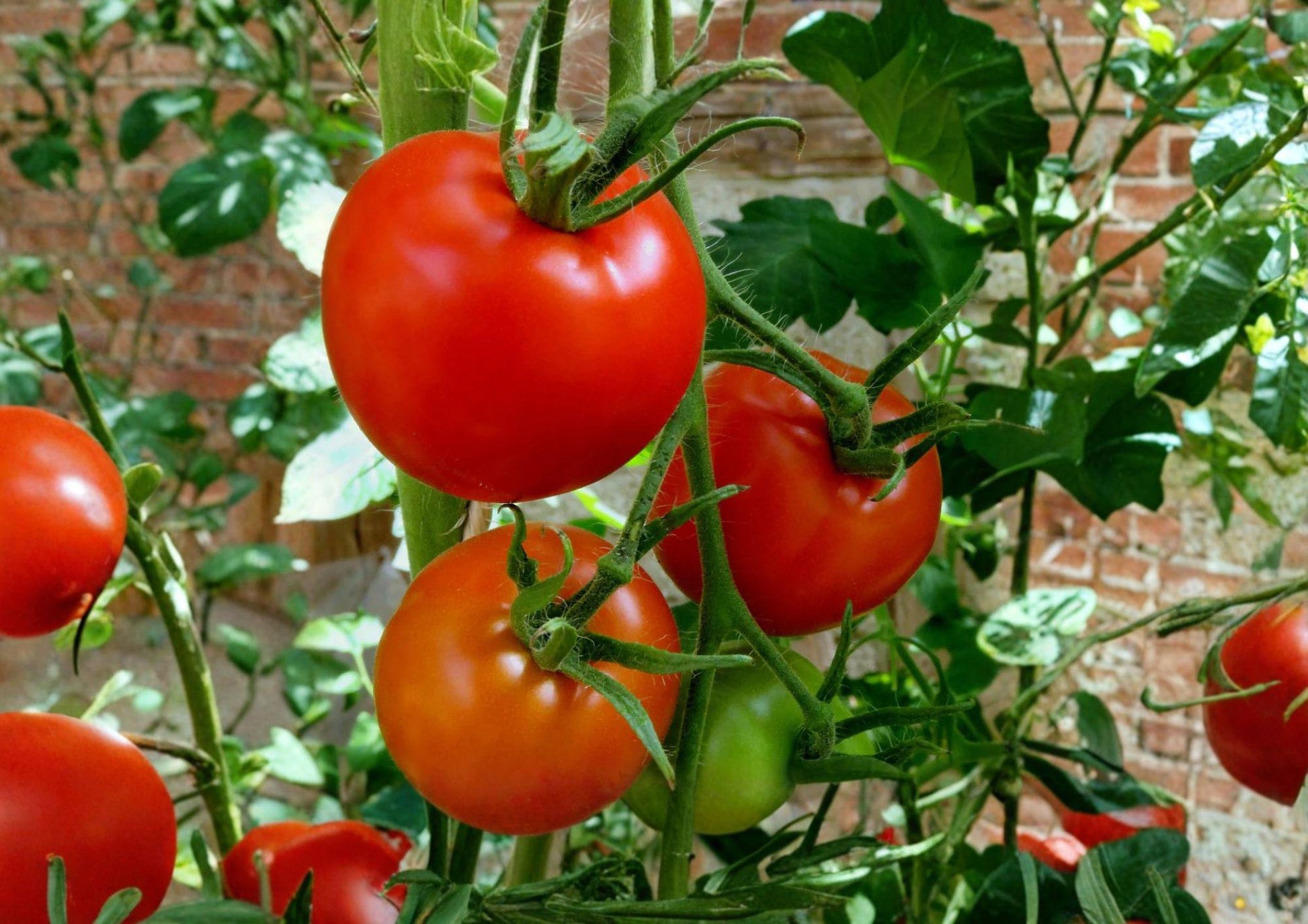 Heirloom Tomato Seeds - Red Slicing Variety - Floradel - Fast Growing - Ideal for Warm Climates - Non-GMO