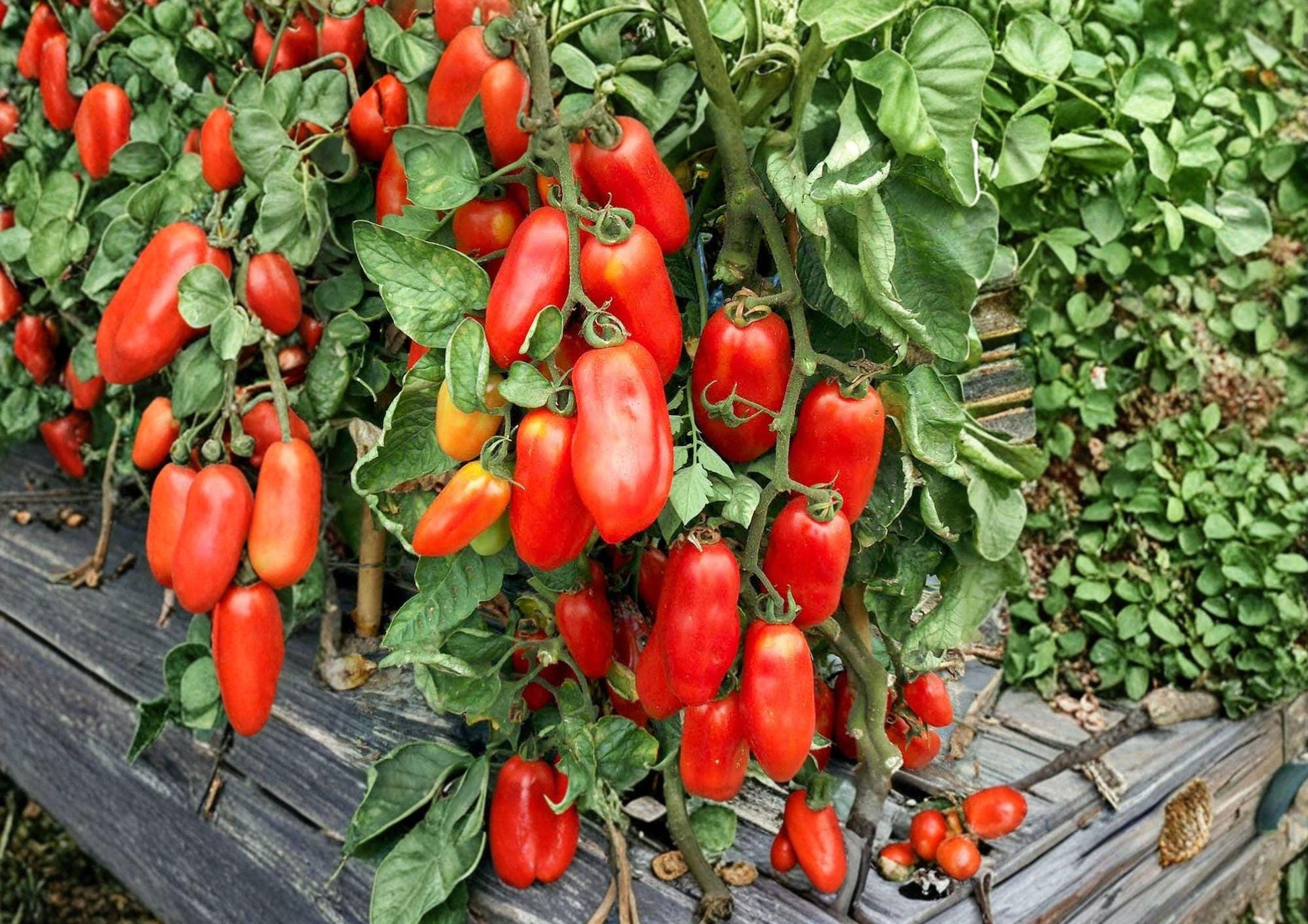 San Marzano Tomato Seeds - Heirloom Italian Paste Variety - Easy to Grow Vegetable Garden Seeds (Solanum lycopersicum)