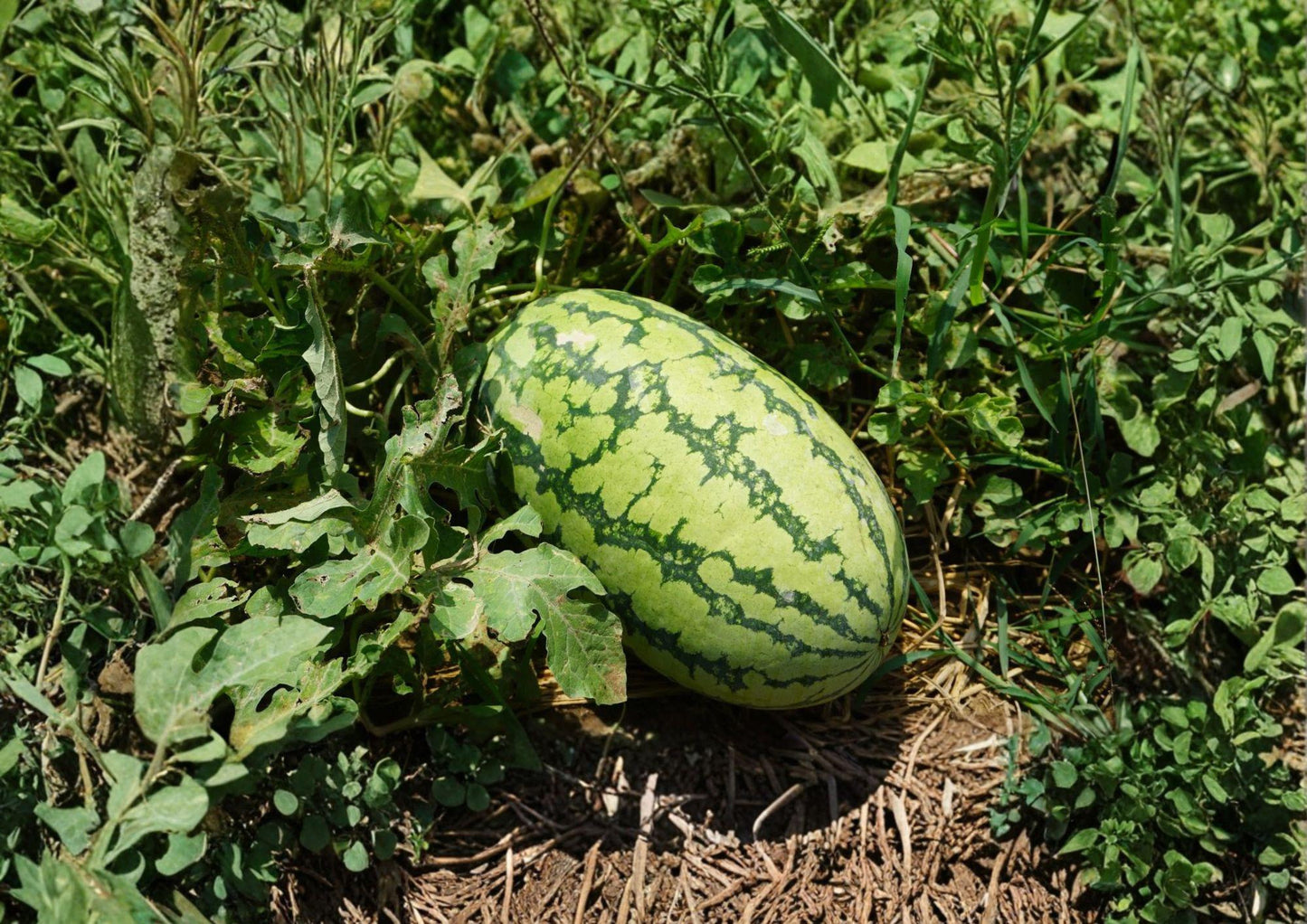 Jubilee Watermelon Seeds - Heirloom Vegetable Seeds for Sweet Red Melon - Citrullus lanatus