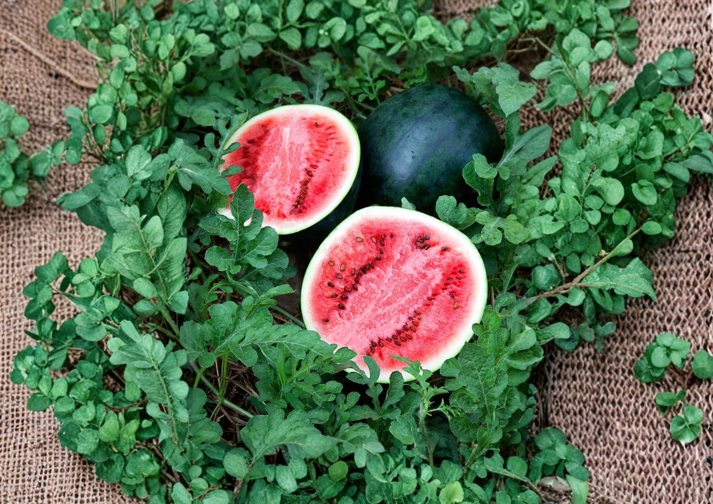 Sugar Baby Watermelon Seeds - Heirloom Vegetable Seeds for Sweet Melons - Citrullus lanatus