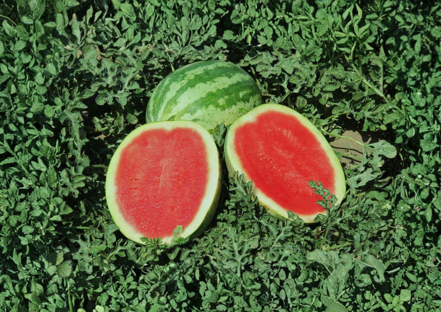 Crimson Sweet Watermelon Seeds - Heirloom Vegetable Seeds for Large Striped Melon - Citrullus lanatus